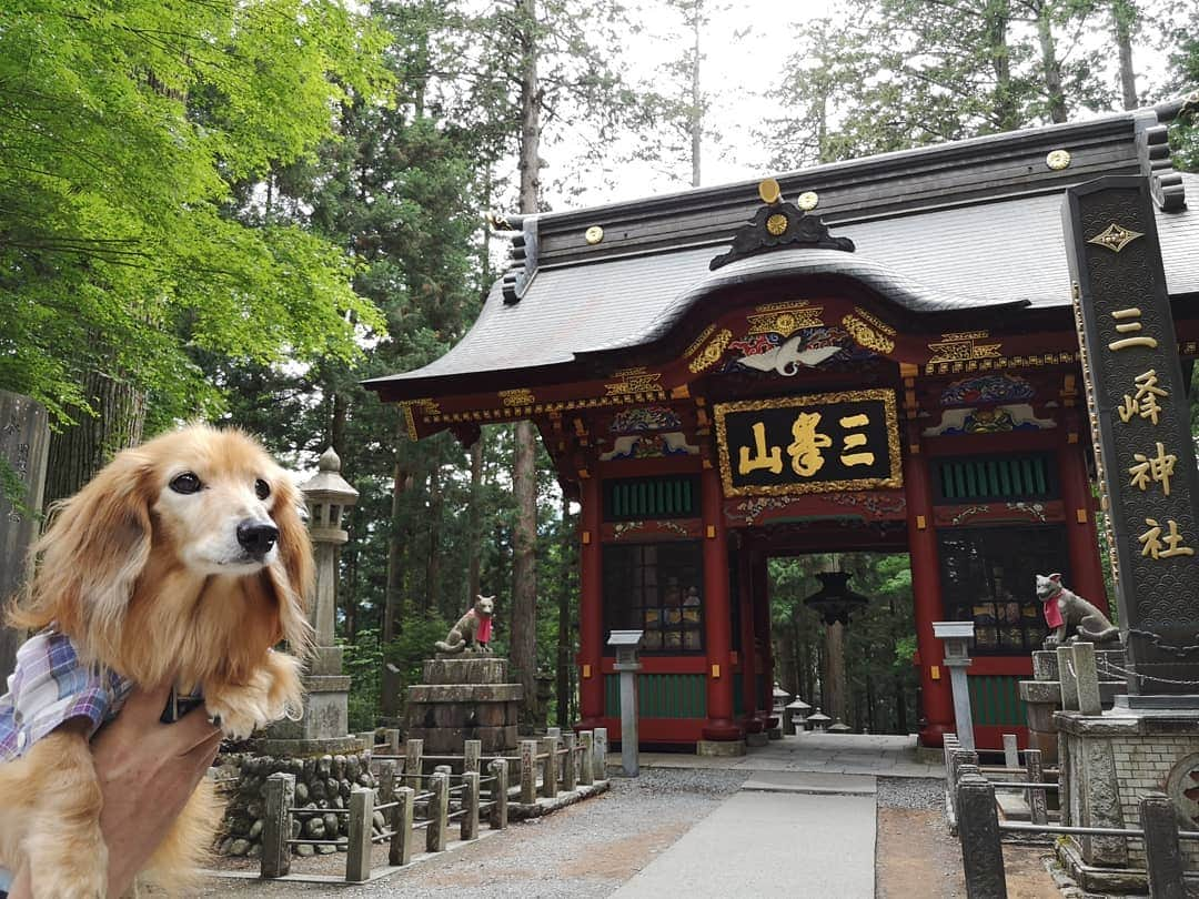 ?モデル?大地?さんのインスタグラム写真 - (?モデル?大地?Instagram)「♪🐾2019*6*25 🐾 . 先日、埼玉県にある三峯神社に 御参りに行って来ました✨😉 . . 随身門が素敵過ぎて😆 📱スマホでも📷写真をいっぱい撮りすぎた…😁😁😁 . . 【続く🐾】 . . 🐾🐾🐾🐾🐾🐾🐾🐾🐾🐾🐾🐾🐾🐾 . #大地#大好き#だいすき #いつも一緒#ずっと一緒 #大地なしでは生きて行けませんw #いぬ#犬#わんこ#ワンコ . #愛犬 #犬バカ部#いぬら部#いぬすたぐらむ #犬のいる暮らし #pecoいぬ部#埼玉#三峰神社  #神社#お参り . #お出かけ#ありがとうございました#感謝 #横浜#yokohama#神奈川 #ミニチュアダックスフンド#ミニチュアダックス #ダックスフンド#ダックス」6月25日 15時43分 - sachi_daichi