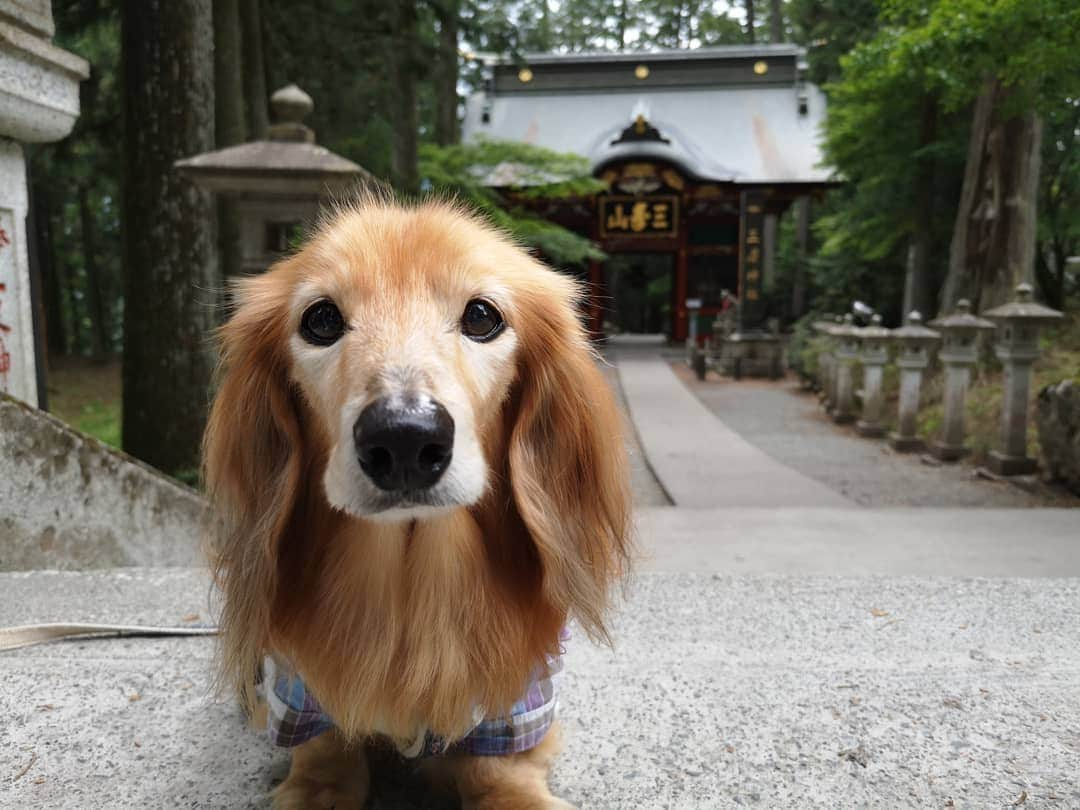 ?モデル?大地?さんのインスタグラム写真 - (?モデル?大地?Instagram)「♪🐾2019*6*25 🐾 . 先日、埼玉県にある三峯神社に 御参りに行って来ました✨😉 . . 随身門が素敵過ぎて😆 📱スマホでも📷写真をいっぱい撮りすぎた…😁😁😁 . . 【続く🐾】 . . 🐾🐾🐾🐾🐾🐾🐾🐾🐾🐾🐾🐾🐾🐾 . #大地#大好き#だいすき #いつも一緒#ずっと一緒 #大地なしでは生きて行けませんw #いぬ#犬#わんこ#ワンコ . #愛犬 #犬バカ部#いぬら部#いぬすたぐらむ #犬のいる暮らし #pecoいぬ部#埼玉#三峰神社  #神社#お参り . #お出かけ#ありがとうございました#感謝 #横浜#yokohama#神奈川 #ミニチュアダックスフンド#ミニチュアダックス #ダックスフンド#ダックス」6月25日 15時43分 - sachi_daichi