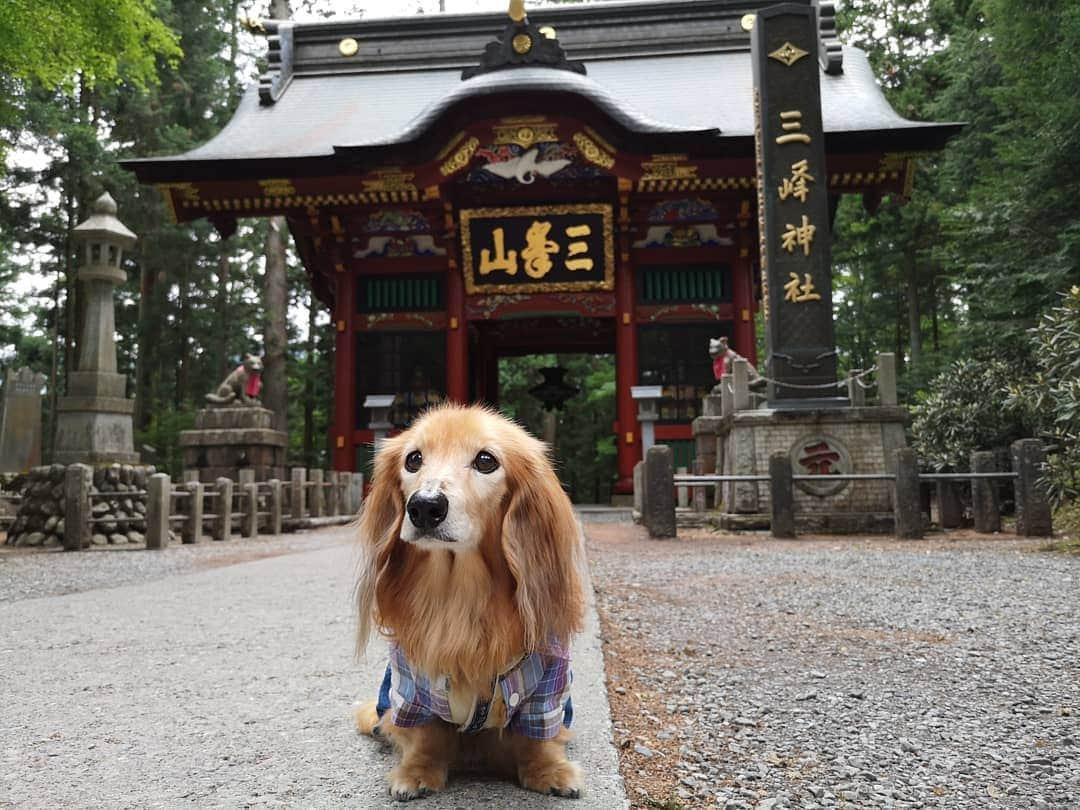 ?モデル?大地?さんのインスタグラム写真 - (?モデル?大地?Instagram)「♪🐾2019*6*25 🐾 . 先日、埼玉県にある三峯神社に 御参りに行って来ました✨😉 . . 随身門が素敵過ぎて😆 📱スマホでも📷写真をいっぱい撮りすぎた…😁😁😁 . . 【続く🐾】 . . 🐾🐾🐾🐾🐾🐾🐾🐾🐾🐾🐾🐾🐾🐾 . #大地#大好き#だいすき #いつも一緒#ずっと一緒 #大地なしでは生きて行けませんw #いぬ#犬#わんこ#ワンコ . #愛犬 #犬バカ部#いぬら部#いぬすたぐらむ #犬のいる暮らし #pecoいぬ部#埼玉#三峰神社  #神社#お参り . #お出かけ#ありがとうございました#感謝 #横浜#yokohama#神奈川 #ミニチュアダックスフンド#ミニチュアダックス #ダックスフンド#ダックス」6月25日 15時43分 - sachi_daichi