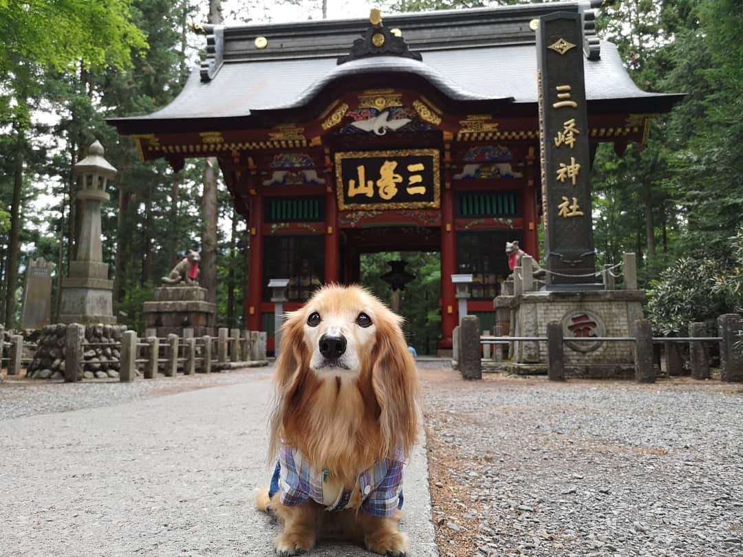 ?モデル?大地?さんのインスタグラム写真 - (?モデル?大地?Instagram)「♪🐾2019*6*25 🐾 . 先日、埼玉県にある三峯神社に 御参りに行って来ました✨😉 . . 随身門が素敵過ぎて😆 📱スマホでも📷写真をいっぱい撮りすぎた…😁😁😁 . . 【続く🐾】 . . 🐾🐾🐾🐾🐾🐾🐾🐾🐾🐾🐾🐾🐾🐾 . #大地#大好き#だいすき #いつも一緒#ずっと一緒 #大地なしでは生きて行けませんw #いぬ#犬#わんこ#ワンコ . #愛犬 #犬バカ部#いぬら部#いぬすたぐらむ #犬のいる暮らし #pecoいぬ部#埼玉#三峰神社  #神社#お参り . #お出かけ#ありがとうございました#感謝 #横浜#yokohama#神奈川 #ミニチュアダックスフンド#ミニチュアダックス #ダックスフンド#ダックス」6月25日 15時43分 - sachi_daichi