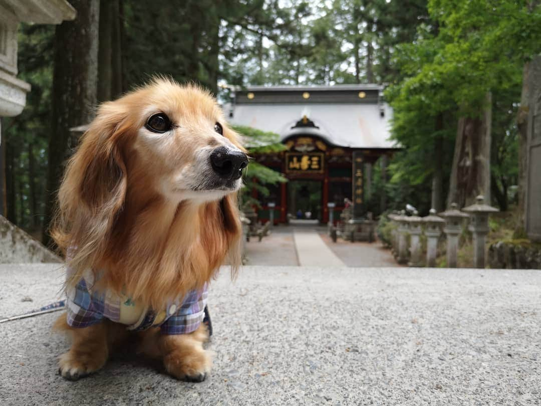 ?モデル?大地?さんのインスタグラム写真 - (?モデル?大地?Instagram)「♪🐾2019*6*25 🐾 . 先日、埼玉県にある三峯神社に 御参りに行って来ました✨😉 . . 随身門が素敵過ぎて😆 📱スマホでも📷写真をいっぱい撮りすぎた…😁😁😁 . . 【続く🐾】 . . 🐾🐾🐾🐾🐾🐾🐾🐾🐾🐾🐾🐾🐾🐾 . #大地#大好き#だいすき #いつも一緒#ずっと一緒 #大地なしでは生きて行けませんw #いぬ#犬#わんこ#ワンコ . #愛犬 #犬バカ部#いぬら部#いぬすたぐらむ #犬のいる暮らし #pecoいぬ部#埼玉#三峰神社  #神社#お参り . #お出かけ#ありがとうございました#感謝 #横浜#yokohama#神奈川 #ミニチュアダックスフンド#ミニチュアダックス #ダックスフンド#ダックス」6月25日 15時43分 - sachi_daichi