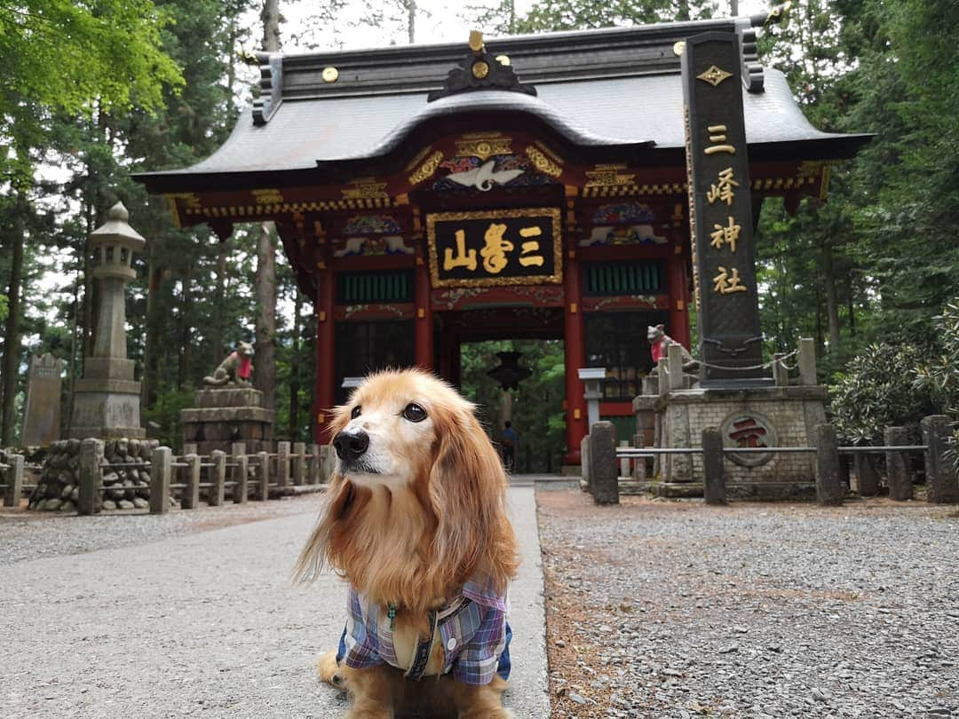 ?モデル?大地?さんのインスタグラム写真 - (?モデル?大地?Instagram)「♪🐾2019*6*25 🐾 . 先日、埼玉県にある三峯神社に 御参りに行って来ました✨😉 . . 随身門が素敵過ぎて😆 📱スマホでも📷写真をいっぱい撮りすぎた…😁😁😁 . . 【続く🐾】 . . 🐾🐾🐾🐾🐾🐾🐾🐾🐾🐾🐾🐾🐾🐾 . #大地#大好き#だいすき #いつも一緒#ずっと一緒 #大地なしでは生きて行けませんw #いぬ#犬#わんこ#ワンコ . #愛犬 #犬バカ部#いぬら部#いぬすたぐらむ #犬のいる暮らし #pecoいぬ部#埼玉#三峰神社  #神社#お参り . #お出かけ#ありがとうございました#感謝 #横浜#yokohama#神奈川 #ミニチュアダックスフンド#ミニチュアダックス #ダックスフンド#ダックス」6月25日 15時43分 - sachi_daichi