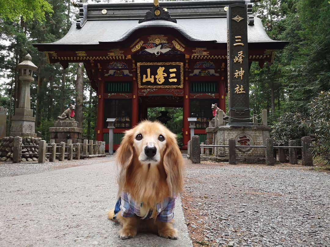 ?モデル?大地?さんのインスタグラム写真 - (?モデル?大地?Instagram)「♪🐾2019*6*25 🐾 . 先日、埼玉県にある三峯神社に 御参りに行って来ました✨😉 . . 随身門が素敵過ぎて😆 📱スマホでも📷写真をいっぱい撮りすぎた…😁😁😁 . . 【続く🐾】 . . 🐾🐾🐾🐾🐾🐾🐾🐾🐾🐾🐾🐾🐾🐾 . #大地#大好き#だいすき #いつも一緒#ずっと一緒 #大地なしでは生きて行けませんw #いぬ#犬#わんこ#ワンコ . #愛犬 #犬バカ部#いぬら部#いぬすたぐらむ #犬のいる暮らし #pecoいぬ部#埼玉#三峰神社  #神社#お参り . #お出かけ#ありがとうございました#感謝 #横浜#yokohama#神奈川 #ミニチュアダックスフンド#ミニチュアダックス #ダックスフンド#ダックス」6月25日 15時43分 - sachi_daichi