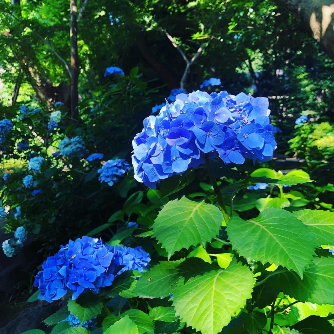 八芳園さんのインスタグラム写真 - (八芳園Instagram)「【梅雨の晴れ間】  梅雨の晴れ間が広がり 庭園の紫陽花も見頃を迎えました。 初夏の日差しに照らされ キラキラと輝いて見えます。  明日も晴れの予報。 貴重な梅雨の晴れ間、 満開を迎えた紫陽花を見に いらっしゃいませんか？  #八芳園 #紫陽花 #梅雨 #あじさい #見頃 #庭園 #お茶室 #総会 #会議 #結婚式 #披露宴 #結納 #料亭 #和食 #オーガニック #カフェ#東京 #白金台 #happoen #garden #teaceremony #cafe #washoku #japaneseculture #mice #wedding #meeting #tokyo #shirokanedai #takanawa」6月25日 15時55分 - happoen