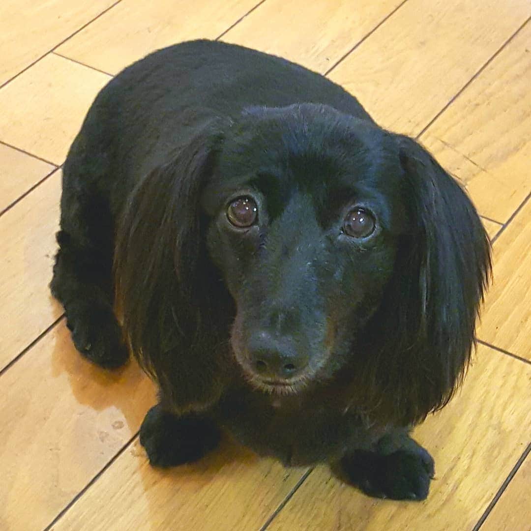 布川敏和さんのインスタグラム写真 - (布川敏和Instagram)「♡ＩLove Dachshund～UᵔᴥᵔU . #dachshund #ダックスフンド #愛犬」6月25日 7時37分 - fukawatoshikazu