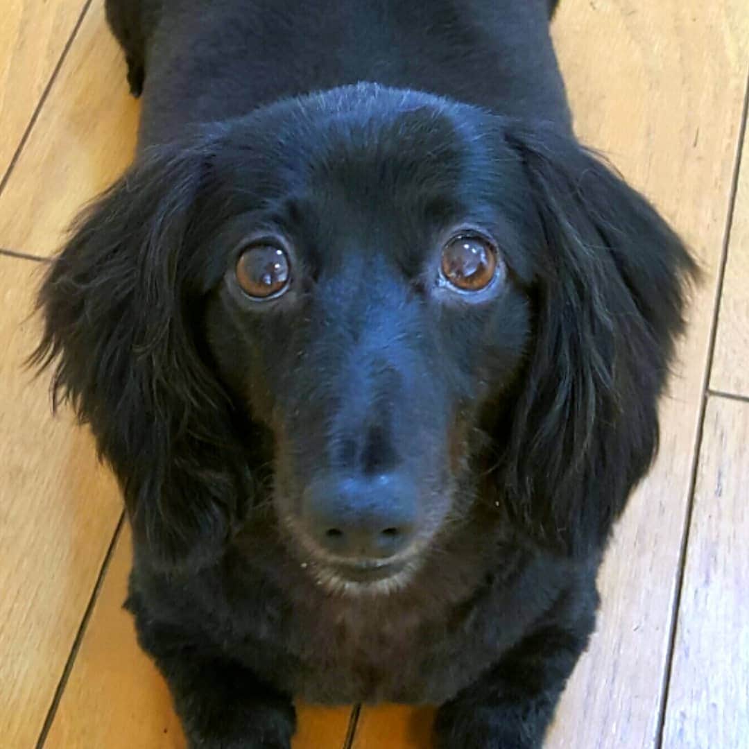 布川敏和さんのインスタグラム写真 - (布川敏和Instagram)「♡ＩLove Dachshund～UᵔᴥᵔU . #dachshund #ダックスフンド #愛犬」6月25日 7時37分 - fukawatoshikazu