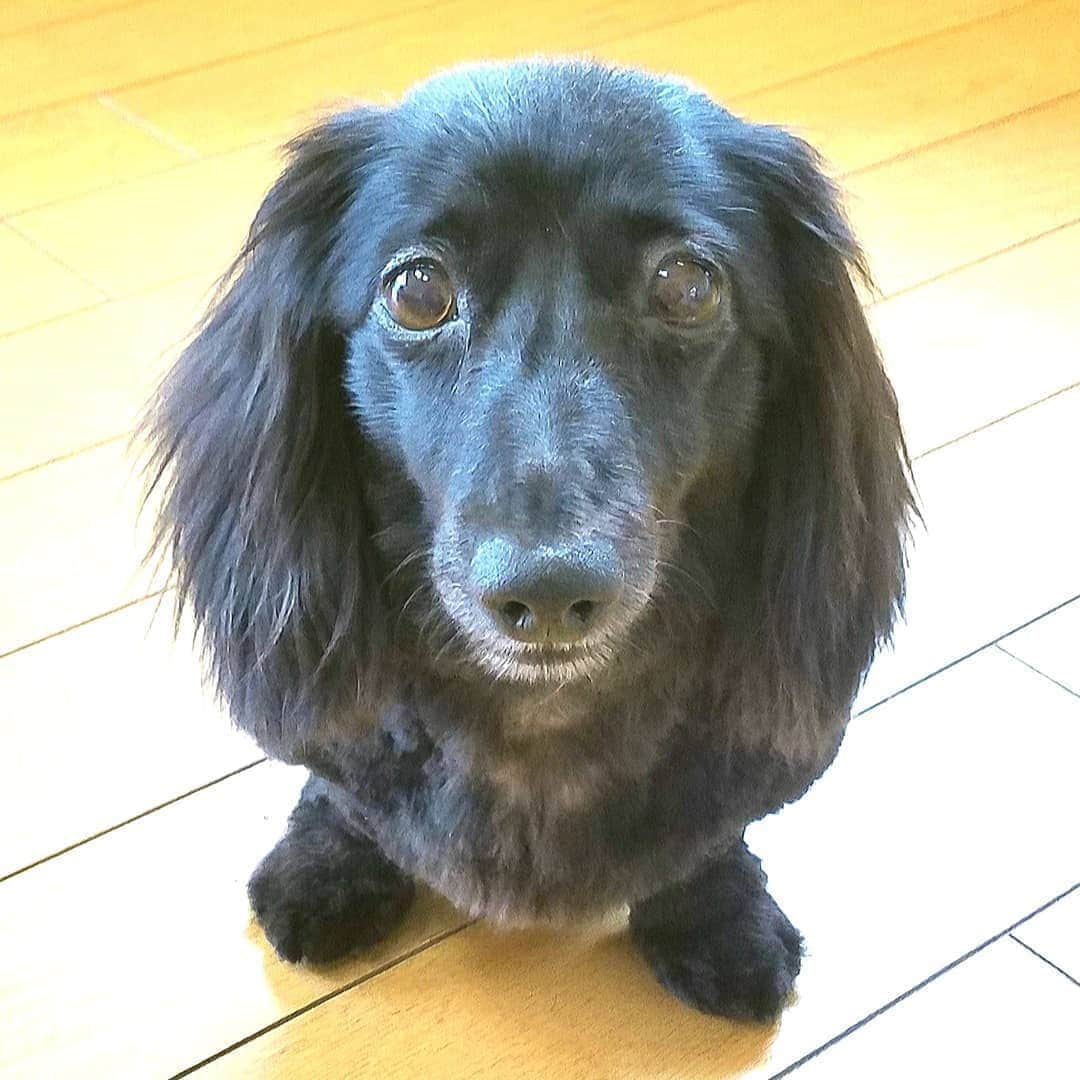 布川敏和さんのインスタグラム写真 - (布川敏和Instagram)「♡ＩLove Dachshund～UᵔᴥᵔU . #dachshund #ダックスフンド #愛犬」6月25日 7時37分 - fukawatoshikazu