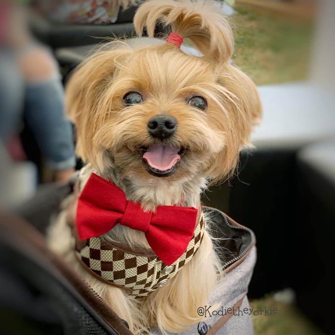 Kodie Bearさんのインスタグラム写真 - (Kodie BearInstagram)「🍄Happy Monday, Happy Week from Happy Kodie! 🍄」6月25日 7時41分 - kodietheyorkie