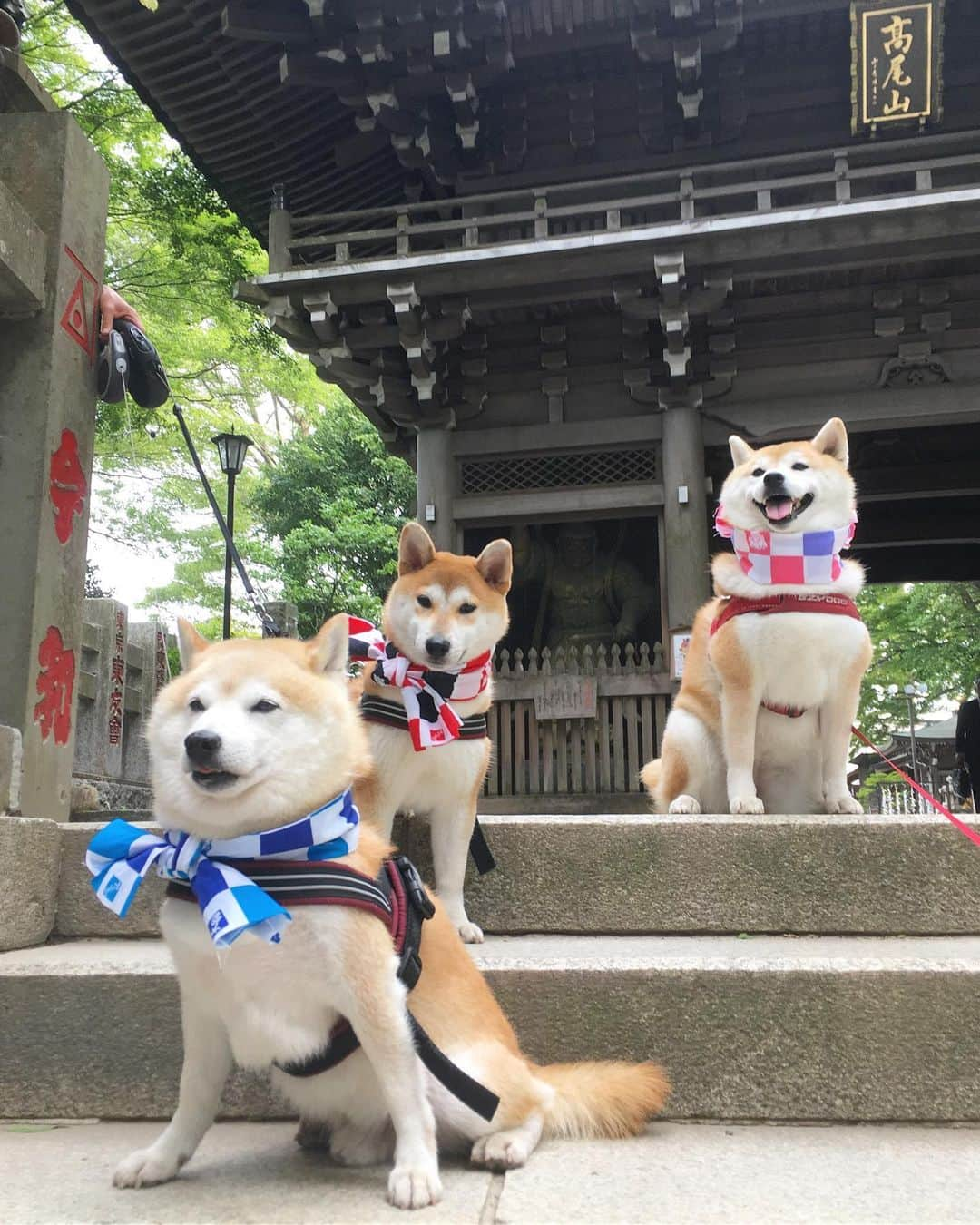 てんパパのインスタグラム