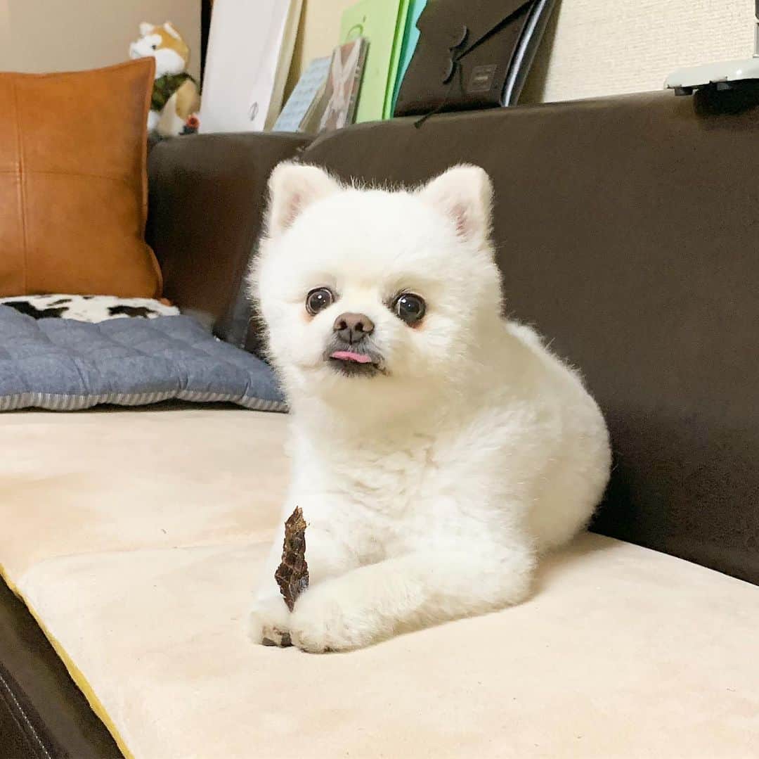 のインスタグラム：「やっほい❣️たくさんのお祝いコメントありがぽでござるよ〜💌🐶💗不眠不休に飲まず食わずで返信ちてるからちょっと待ってけろなぁ〜🍖🐶❣️ #たくさんのお祝いコメントありがとうございます #めっちゃ嬉しい #不眠不休 #飲まず食わず #急ピッチで返信中 #ポメリズム #ポメラニアン #白ポメ #pomeranian」
