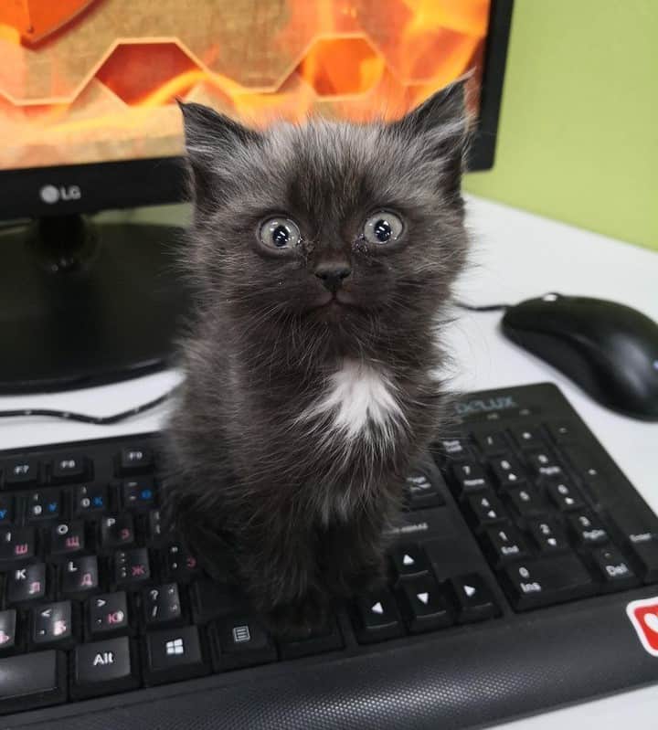 9GAGさんのインスタグラム写真 - (9GAGInstagram)「Poor kitten saw your internet history⠀ @meowed #cat #kitty #computer」6月25日 8時00分 - 9gag
