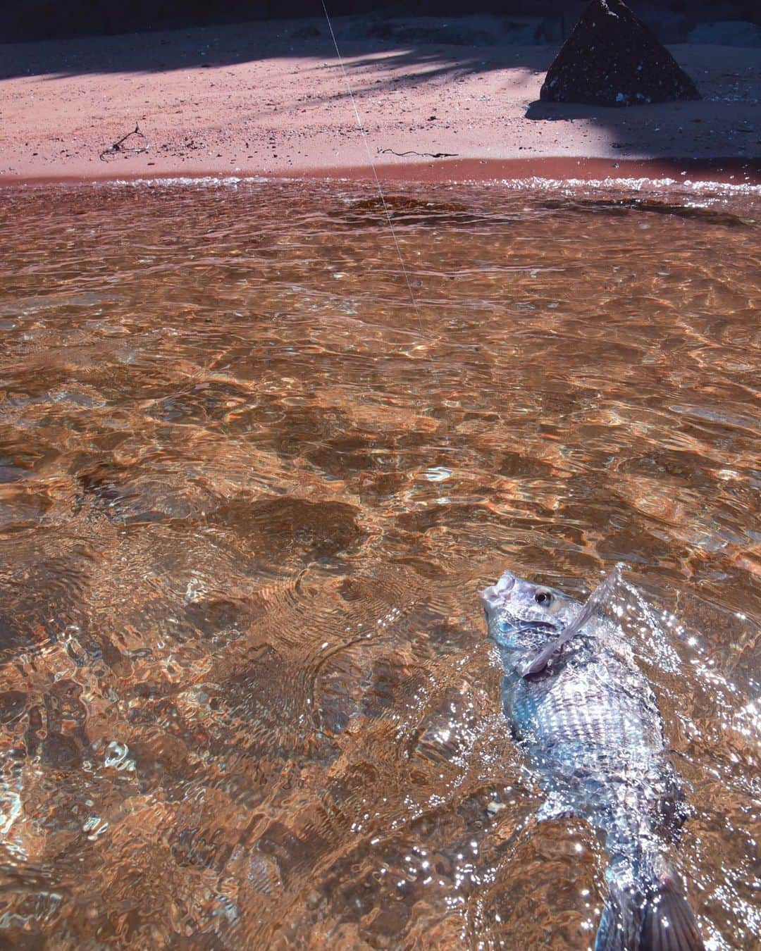 レジャーフィッシングさんのインスタグラム写真 - (レジャーフィッシングInstagram)「渚とチヌ。 水深が浅い場所では横走りの強烈な引きが味わえます。  #フカセ #チヌ #渚 #サーフ」6月25日 8時08分 - leisurefishing