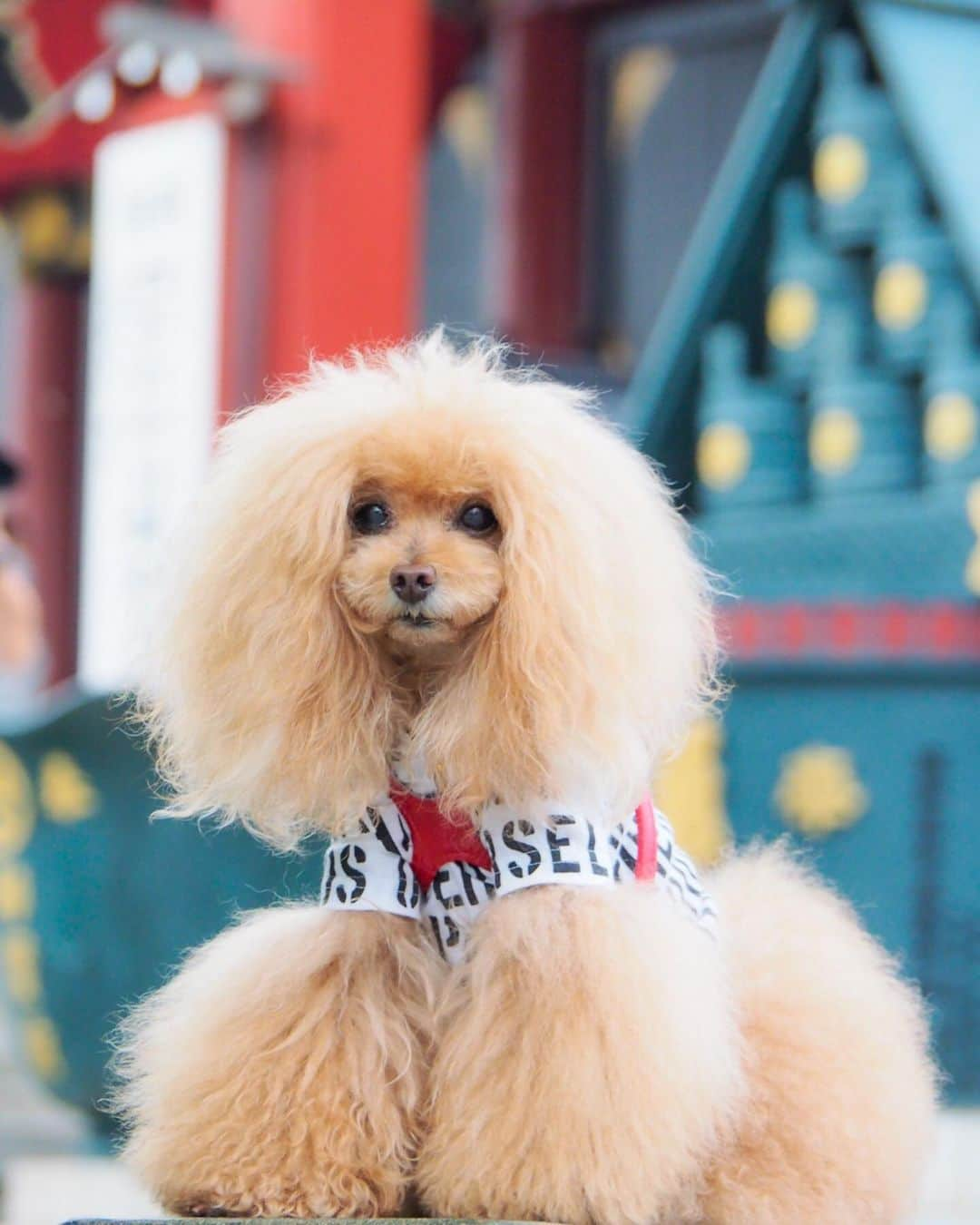 Toypoodle Mikuru?Asakusa Tokyoさんのインスタグラム写真 - (Toypoodle Mikuru?Asakusa TokyoInstagram)「20190625 Tuesday. Good morning! Friends 💖 今年も夏詣の時期がきました😆 茅の輪くぐりでこの夏も乗り切れますよ👏🏻 . ❶ あれ？茅の輪くぐりよりオニク動画😂 ❷ 浅草神社の茅の輪くぐり🥰 ❸ うん。サッパリしたね！みくるん😆 ❹ 宝蔵門前で😄 . 夏詣とは？ 我々日本人は大晦日に 「年越しの大祓」で一年の罪穢れを祓い清め、 翌日の元日は新しい年に始まりとして、 その年の平穏を願い神社・仏閣に詣でる「初詣」を行います。  その始まりから六ヶ月、 同じく罪穢れを祓い清める「夏越しの大祓」を経て、 過ぎし半年の無事を感謝し来る 半年の更なる平穏を願うべく、 年の半分の節目として、 七月一日以降にも神社・仏閣に詣でます。 (出典:浅草神社) . #浅草神社 #夏詣 #茅の輪くぐり . 夏詣　　Natsu-Mode It is Japanese tradition to visit a shrine on New Year’s Eve to purify one’s mind and soul before beginning a new year. On New Year’s Day, one will visit the shrine once again praying for a peaceful and healthy year, and this act is called Hatsu-Mode (literally translated as, the First Worship). Natsu means summertime in Japanese so Natsu-Mode is the Summertime Worship. With half a year gone by, one will visit the Shrine again at the end of June to cleanse their sins they have accumulated through the first half of the year, and make another visit in the beginning of July to pray for peace and health for the second half of the year.」6月25日 8時12分 - purapura299