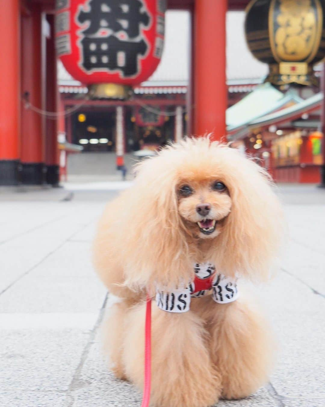 Toypoodle Mikuru?Asakusa Tokyoさんのインスタグラム写真 - (Toypoodle Mikuru?Asakusa TokyoInstagram)「20190625 Tuesday. Good morning! Friends 💖 今年も夏詣の時期がきました😆 茅の輪くぐりでこの夏も乗り切れますよ👏🏻 . ❶ あれ？茅の輪くぐりよりオニク動画😂 ❷ 浅草神社の茅の輪くぐり🥰 ❸ うん。サッパリしたね！みくるん😆 ❹ 宝蔵門前で😄 . 夏詣とは？ 我々日本人は大晦日に 「年越しの大祓」で一年の罪穢れを祓い清め、 翌日の元日は新しい年に始まりとして、 その年の平穏を願い神社・仏閣に詣でる「初詣」を行います。  その始まりから六ヶ月、 同じく罪穢れを祓い清める「夏越しの大祓」を経て、 過ぎし半年の無事を感謝し来る 半年の更なる平穏を願うべく、 年の半分の節目として、 七月一日以降にも神社・仏閣に詣でます。 (出典:浅草神社) . #浅草神社 #夏詣 #茅の輪くぐり . 夏詣　　Natsu-Mode It is Japanese tradition to visit a shrine on New Year’s Eve to purify one’s mind and soul before beginning a new year. On New Year’s Day, one will visit the shrine once again praying for a peaceful and healthy year, and this act is called Hatsu-Mode (literally translated as, the First Worship). Natsu means summertime in Japanese so Natsu-Mode is the Summertime Worship. With half a year gone by, one will visit the Shrine again at the end of June to cleanse their sins they have accumulated through the first half of the year, and make another visit in the beginning of July to pray for peace and health for the second half of the year.」6月25日 8時12分 - purapura299