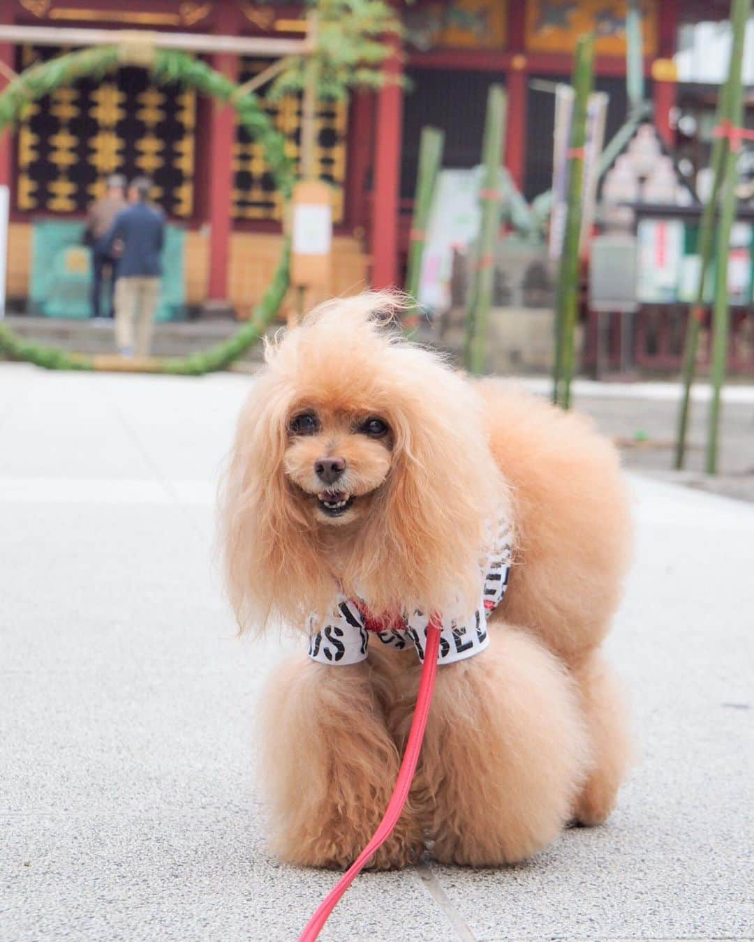 Toypoodle Mikuru?Asakusa Tokyoさんのインスタグラム写真 - (Toypoodle Mikuru?Asakusa TokyoInstagram)「20190625 Tuesday. Good morning! Friends 💖 今年も夏詣の時期がきました😆 茅の輪くぐりでこの夏も乗り切れますよ👏🏻 . ❶ あれ？茅の輪くぐりよりオニク動画😂 ❷ 浅草神社の茅の輪くぐり🥰 ❸ うん。サッパリしたね！みくるん😆 ❹ 宝蔵門前で😄 . 夏詣とは？ 我々日本人は大晦日に 「年越しの大祓」で一年の罪穢れを祓い清め、 翌日の元日は新しい年に始まりとして、 その年の平穏を願い神社・仏閣に詣でる「初詣」を行います。  その始まりから六ヶ月、 同じく罪穢れを祓い清める「夏越しの大祓」を経て、 過ぎし半年の無事を感謝し来る 半年の更なる平穏を願うべく、 年の半分の節目として、 七月一日以降にも神社・仏閣に詣でます。 (出典:浅草神社) . #浅草神社 #夏詣 #茅の輪くぐり . 夏詣　　Natsu-Mode It is Japanese tradition to visit a shrine on New Year’s Eve to purify one’s mind and soul before beginning a new year. On New Year’s Day, one will visit the shrine once again praying for a peaceful and healthy year, and this act is called Hatsu-Mode (literally translated as, the First Worship). Natsu means summertime in Japanese so Natsu-Mode is the Summertime Worship. With half a year gone by, one will visit the Shrine again at the end of June to cleanse their sins they have accumulated through the first half of the year, and make another visit in the beginning of July to pray for peace and health for the second half of the year.」6月25日 8時12分 - purapura299