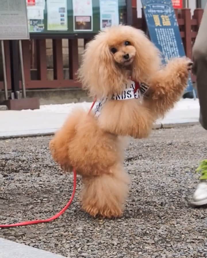 Toypoodle Mikuru?Asakusa Tokyoのインスタグラム：「20190625 Tuesday. Good morning! Friends 💖 今年も夏詣の時期がきました😆 茅の輪くぐりでこの夏も乗り切れますよ👏🏻 . ❶ あれ？茅の輪くぐりよりオニク動画😂 ❷ 浅草神社の茅の輪くぐり🥰 ❸ うん。サッパリしたね！みくるん😆 ❹ 宝蔵門前で😄 . 夏詣とは？ 我々日本人は大晦日に 「年越しの大祓」で一年の罪穢れを祓い清め、 翌日の元日は新しい年に始まりとして、 その年の平穏を願い神社・仏閣に詣でる「初詣」を行います。  その始まりから六ヶ月、 同じく罪穢れを祓い清める「夏越しの大祓」を経て、 過ぎし半年の無事を感謝し来る 半年の更なる平穏を願うべく、 年の半分の節目として、 七月一日以降にも神社・仏閣に詣でます。 (出典:浅草神社) . #浅草神社 #夏詣 #茅の輪くぐり . 夏詣　　Natsu-Mode It is Japanese tradition to visit a shrine on New Year’s Eve to purify one’s mind and soul before beginning a new year. On New Year’s Day, one will visit the shrine once again praying for a peaceful and healthy year, and this act is called Hatsu-Mode (literally translated as, the First Worship). Natsu means summertime in Japanese so Natsu-Mode is the Summertime Worship. With half a year gone by, one will visit the Shrine again at the end of June to cleanse their sins they have accumulated through the first half of the year, and make another visit in the beginning of July to pray for peace and health for the second half of the year.」