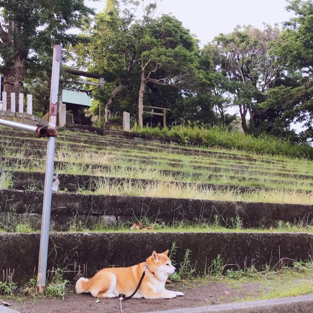 マル子さんのインスタグラム写真 - (マル子Instagram)「昨日は雨上がりに  涼しかったし  時間に余裕もあったから  2時間ウロウロ散歩  でもどこでもすぐ休憩w  結局お迎え待ち😂  #マル子  #柴犬  #shiba  #ロング散歩」6月25日 8時13分 - tomikago