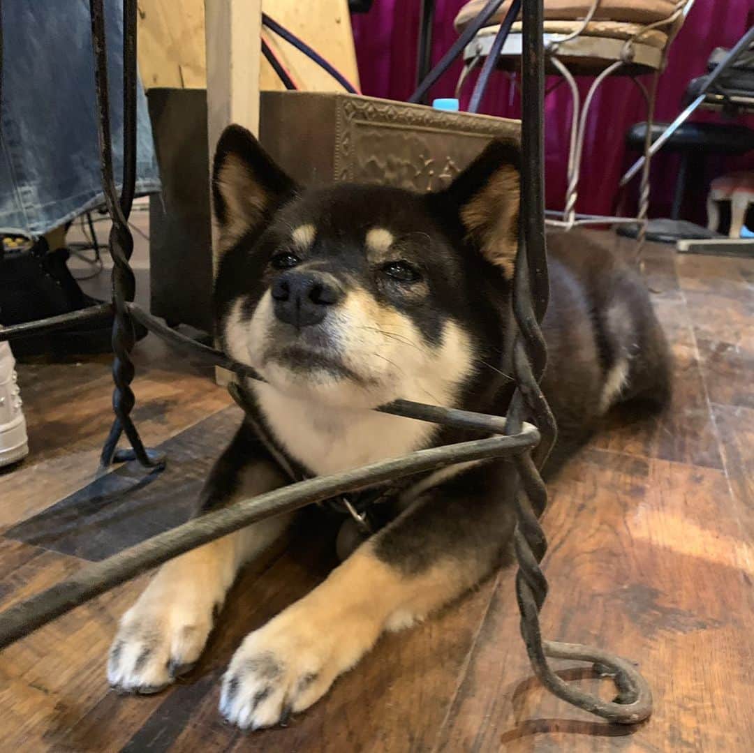 琥珀うたさんのインスタグラム写真 - (琥珀うたInstagram)「. . . 毎月お世話になっているネイルサロンへ。 わんちゃんがいたよ☺️ 私が座っていた椅子の下で顎置いてくつろいでた～😍 可愛すぎる😍😍😍 今回もギラギラにしてもらったよ💅 いつもありがとうございます🙇‍♀️ 担当はあだちさん @kimiko_adachi . . . #dog #dogstagram  #柴犬 #japanesedog #newnails  #newnail #nail」6月25日 8時49分 - uta0214khk