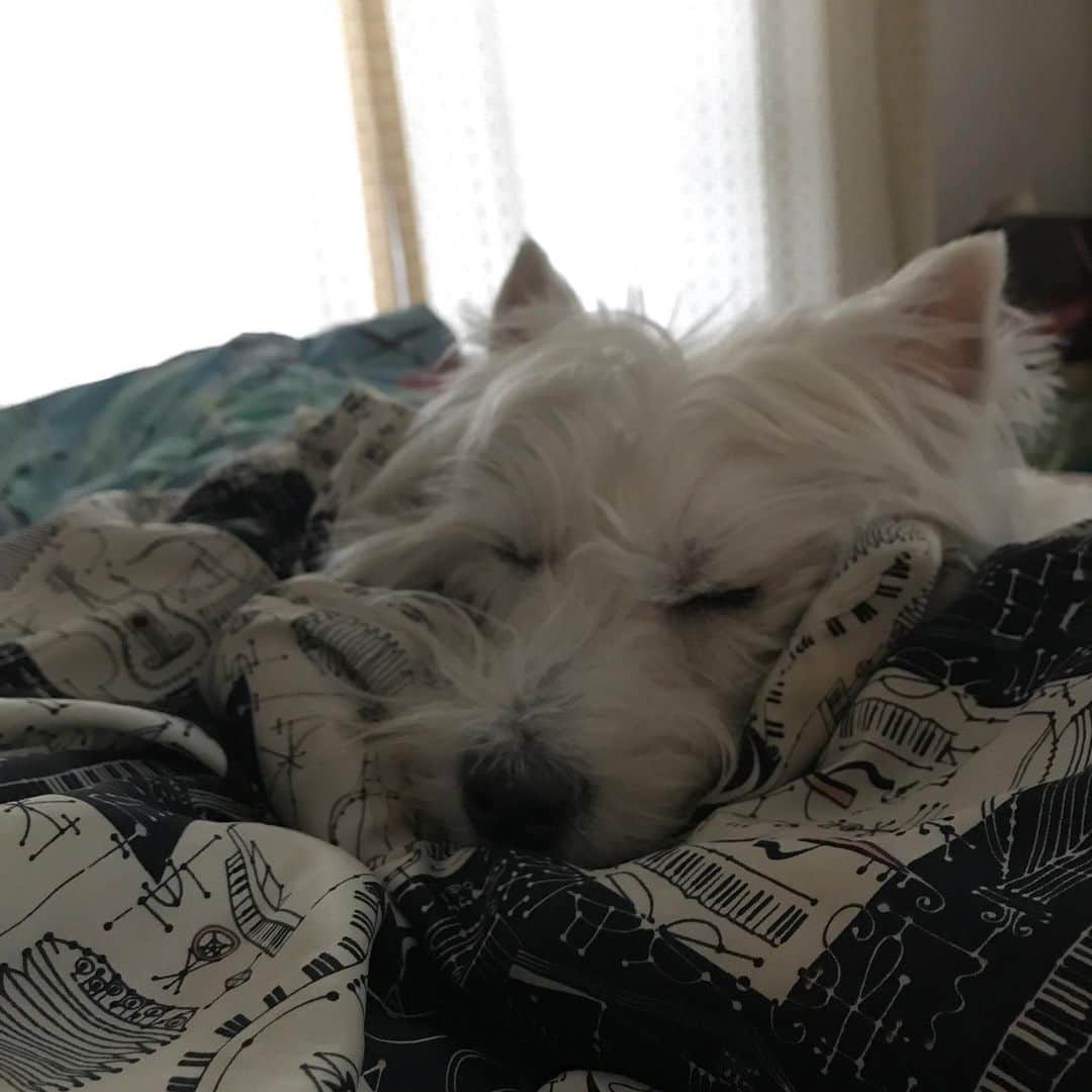 Hoykong&Plamuekのインスタグラム：「Don’t wake me up 💤💤💤」