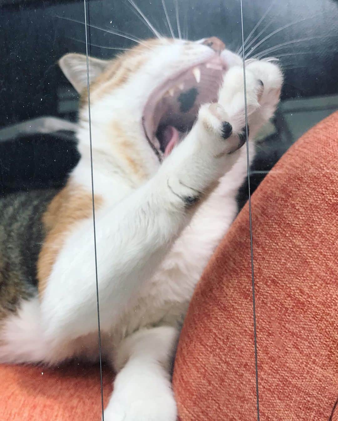 山田稔明さんのインスタグラム写真 - (山田稔明Instagram)「おはよ。朝の怪獣チミラ。 #ポチ実 #三毛猫」6月25日 9時17分 - toshiakiyamada