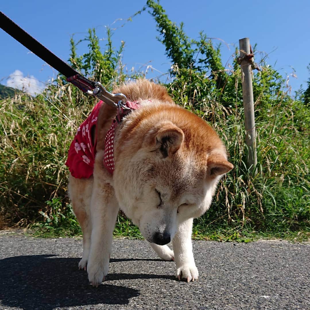 柴子さんのインスタグラム写真 - (柴子Instagram)「おはようございます。 今日も暑い朝。 柴子(仮名)さん、歩きながら寝てませんか？？(笑) #柴犬　#shibainu #shibastagram」6月25日 9時30分 - senogawadogs