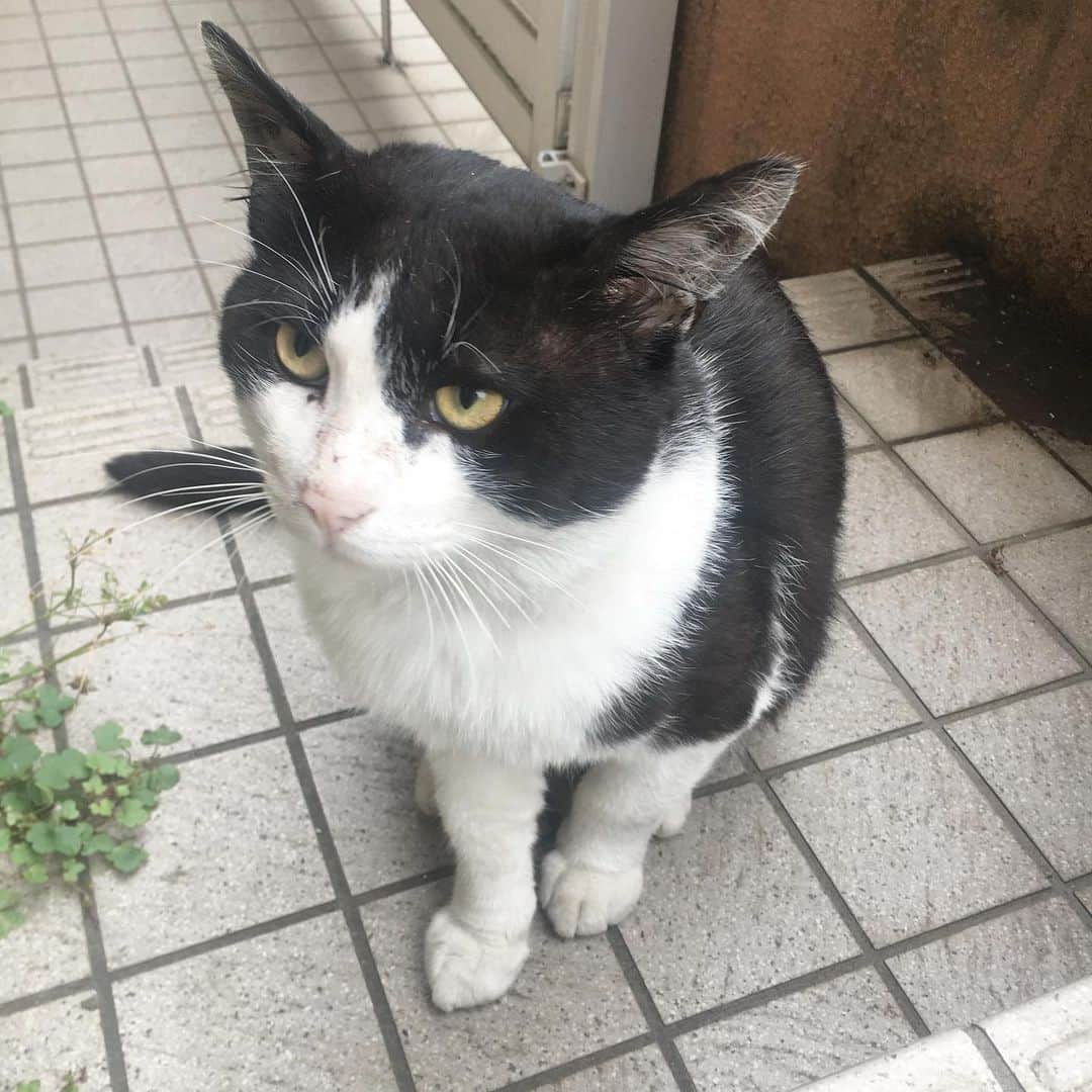 Kachimo Yoshimatsuさんのインスタグラム写真 - (Kachimo YoshimatsuInstagram)「おはよう！しらたま(イカスミ) さあさあナナクロ来る前に食べちゃいな！ #uchinonekora #ikasumi #shiratama ##吉松食堂 #neko #cat #catstagram #kachimo #猫 #ねこ #うちの猫ら http://kachimo.exblog.jp」6月25日 10時01分 - kachimo