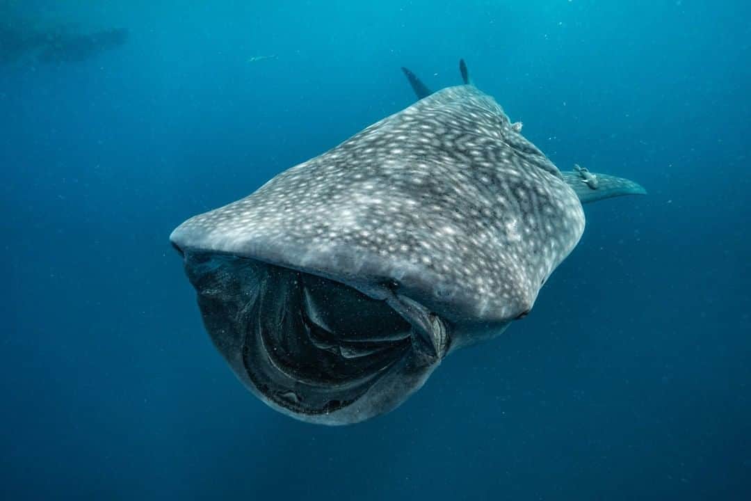 National Geographic Travelさんのインスタグラム写真 - (National Geographic TravelInstagram)「Photo by @cristinamittermeier | Big-mouthed, gentle giants of the sea–every whale shark has a spotted design as unique as your thumbprint. Did you know that marine scientists have adopted an algorithm developed by NASA for studying star patterns in the night skies and applied it to tracking individual whale sharks by their markings? Being able to identify and track whale sharks is an important step towards understanding more about the species in general, as well as their conservation status. Follow me, @cristinamittermeier, to find out where the largest gathering of whale sharks on the planet happens–I'll be there in just a few weeks!」6月25日 10時12分 - natgeotravel