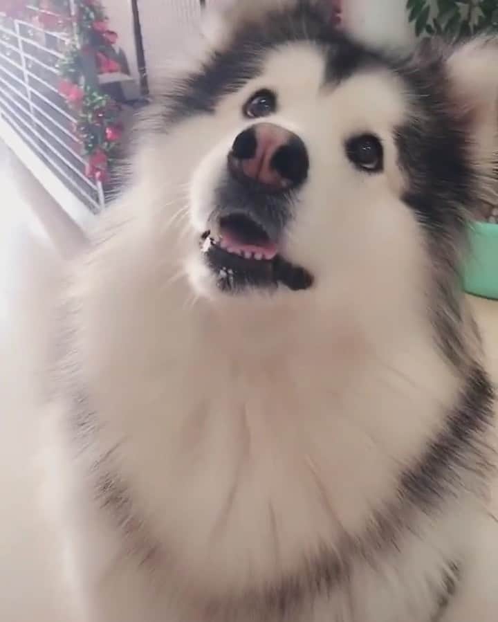 husky and malamuteのインスタグラム：「Learn to speaking.😂🤣」