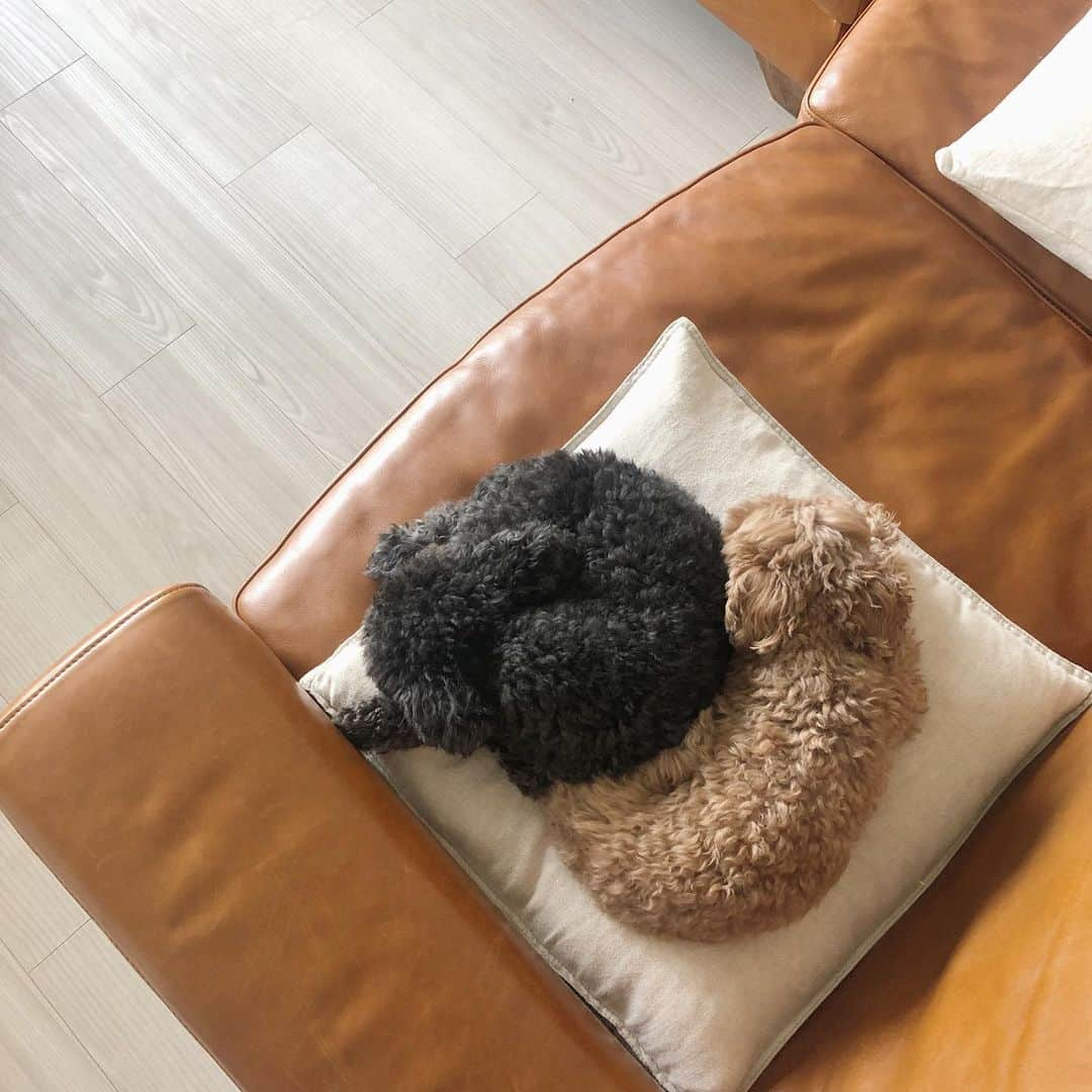 木村沙織さんのインスタグラム写真 - (木村沙織Instagram)「. 今日もよく寝るねー🧸 . . #ぎゅう🐶 #まっくす🐶」6月25日 10時18分 - saoriiiii819