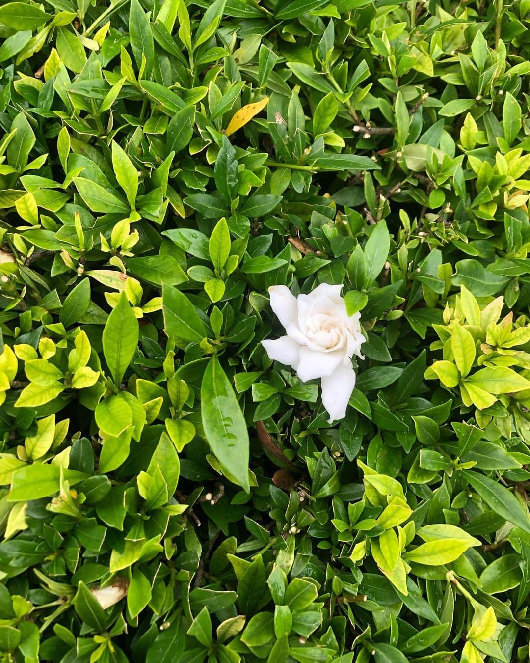 城田純さんのインスタグラム写真 - (城田純Instagram)「そこに咲く一輪の花がとても綺麗でした🌷」6月25日 10時20分 - junbopeace