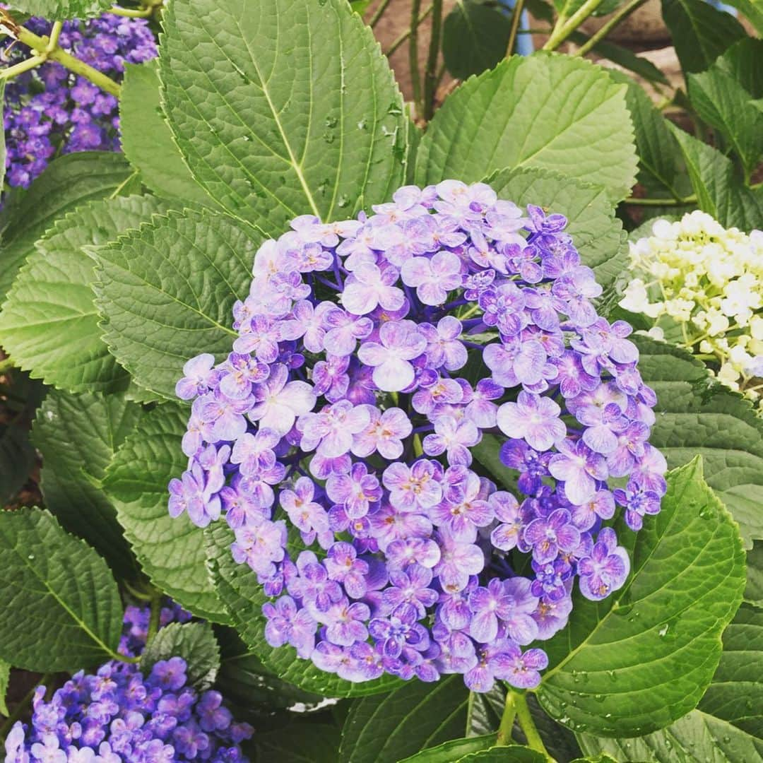 Man With A Missionさんのインスタグラム写真 - (Man With A MissionInstagram)「Left one's the orignal species of hydrangea. Actually the origin of hydrangeas are from Japan.  実ハ左ノガ日本固有種ノ紫陽花。 良ク見ル1番右ガセイヨウアジサイ、 逆輸入？物。 紫陽花ハ日本原産。  夏デスナ。  #hydrangea」6月25日 10時21分 - mwamofficial