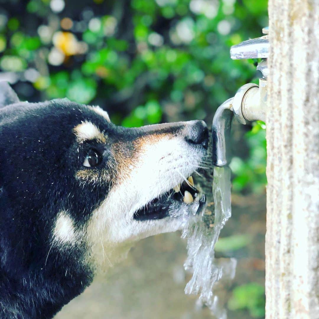 小川博永さんのインスタグラム写真 - (小川博永Instagram)「初勝利したかった。。明日はなでしこだ。  #copaamerica2019  #今朝まる #ししまる #dog #dogs #柴犬 #黒柴」6月25日 10時38分 - ogawahironaga
