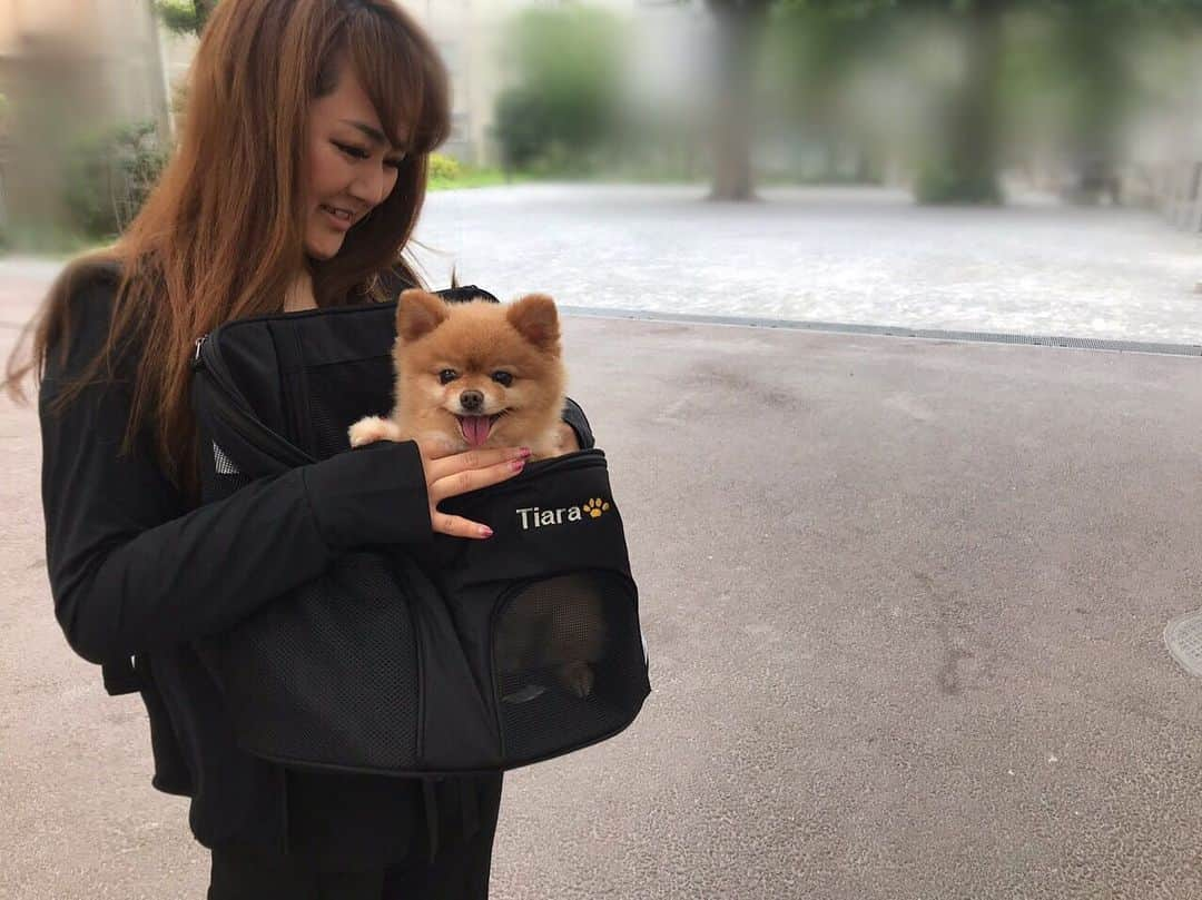 なちゅさんのインスタグラム写真 - (なちゅInstagram)「@winsun.japan のペットキャリーをティアラに🐶♥️ 名入りなの〜🐾Tiaraって喜んでるっ お顔見ながら歩けるし、両手が空いて楽ちんっ💓 普通の鞄より安定感もあって、ティアラも落ち着いてるっ かなりオススメだょ🐶♥️ ↓クーポンありますっ  #winsun #ウインサン #リュックタイプペットキャリー #ペットキャリー #ペットキャリーリュック #ペットキャリーバッグ #ペットキャリー #犬用キャリー #ドッグキャリー #犬用キャリーバッグ #猫用キャリーバッグ #名前入り #宝物にします #プレゼント #贈り物 #誕生日 #お祝い #オーダーメイド @winsun_nakamoto ▼割引特典 活動期間中は、フォロワーの方に特典といたします、全商品常時10%OFFとさせて頂きます。  専用クーポンコード：nachudesu1223 だよー💛🐶 http://winsun.jp/?IG=nachudesu1223  #ポメラニアンが世界一可愛い #Pomeranian #ぽめらにあん #ポメラニアン #ぽめすたぐらむ」6月25日 11時11分 - nachudesu1223