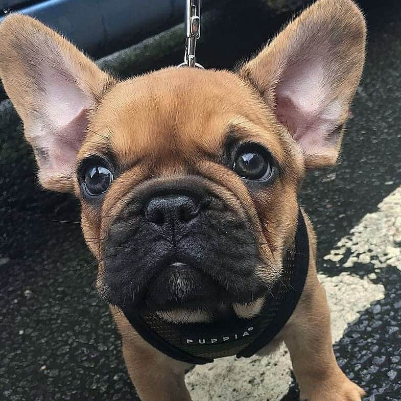 French Bulldogさんのインスタグラム写真 - (French BulldogInstagram)「Baby Batpig 🦇🐷 @carlos_frenchie . . . . . #frenchbulldog #frenchbulldogpuppies #frenchbulldogs#frenchbulldogsofinstagram #frenchiestagram #dog#frenchies #französischebulldogge #bullylove #bulldog_ig_community#bulldog #frenchiesociety #thefrenchiepost #buhi#bulldoglife #bulldogmoments #frenchiesofig」6月25日 16時44分 - frenchie.world