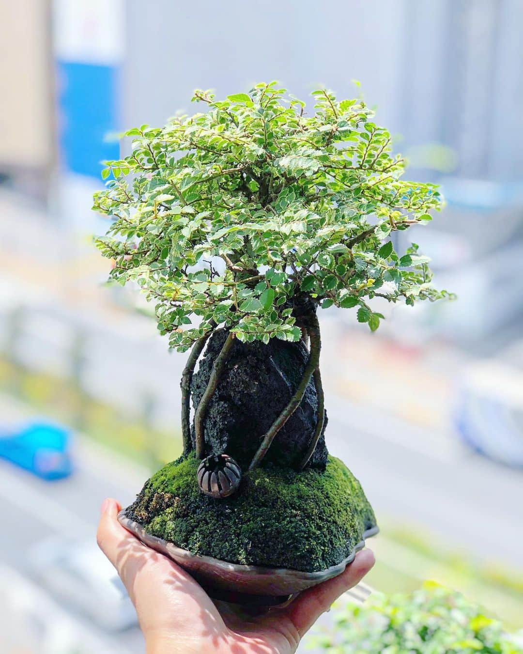 金成公信のインスタグラム：「お日柄がよい。#ニレケヤキ #楡欅 #nirekeyaki #chineseelm #lacebarkelm #chinesischeulme #盆栽 #bonsai #bonsaijapan #japanesebonsai #wabisabi #bonsailovers #bonsailife #bonsaitree #bonsaiart #bonsaigram #bonsaiworld #plants #tree #greenlife #greenlifestyle #groot」