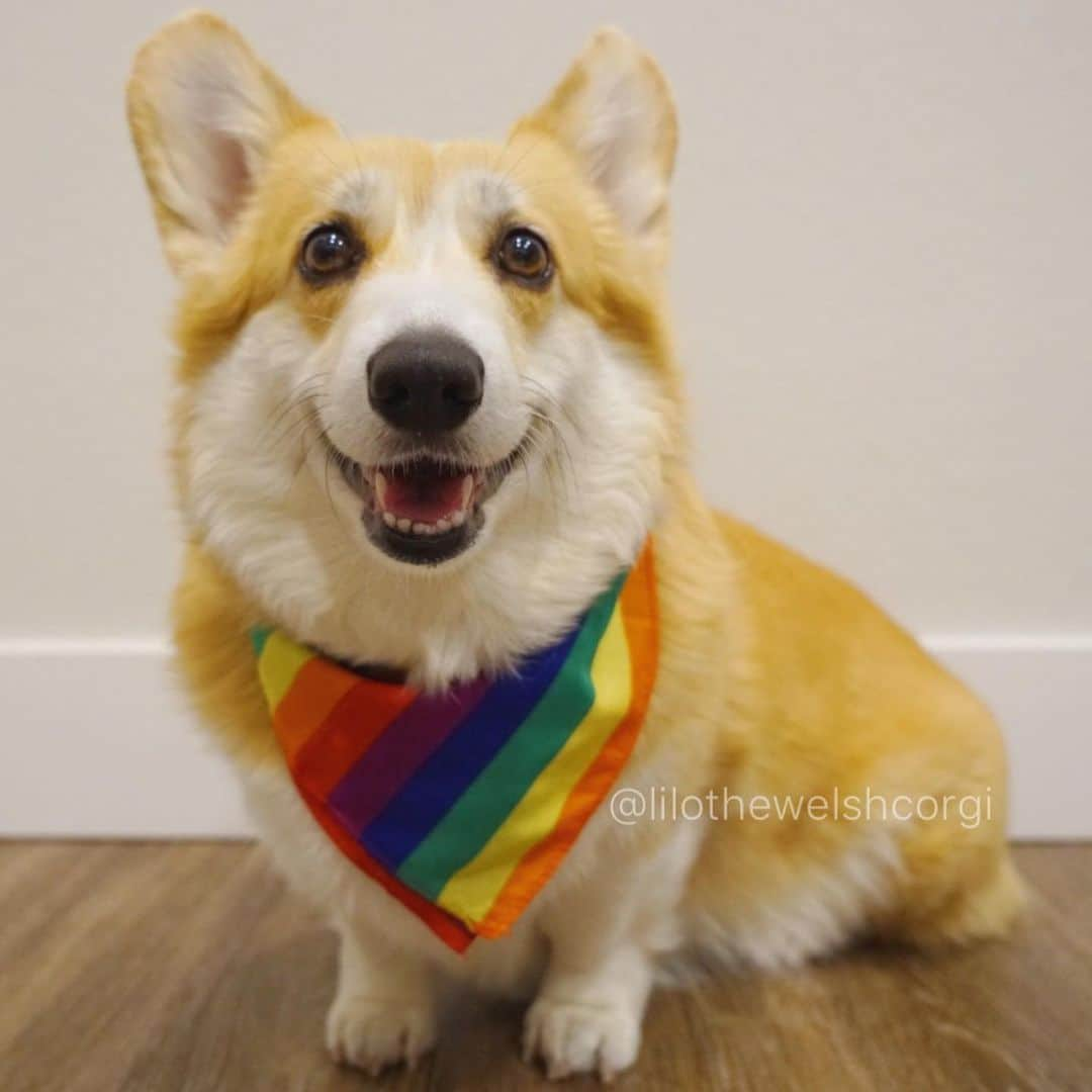 Liloさんのインスタグラム写真 - (LiloInstagram)「Is everyone ready for paw-ride woof? I’m ready with my 🌈 rainbow bandana! ⠀⠀ GIVEAWAY TIME ⠀⠀ Want one of these paw-ride stickers? Like AND comment this picture for a chance to win one woof. Extra entry if comment what you’re proud of... it can be anything woof! Tag your friends for more entries (1 extra entry per tagged friend.) *US/Canada* ends july #pride ⠀⠀ RULES:  1 entry like AND comment  1 entry for why you have pride  1+ for each friend you tag No hate allowed」6月25日 11時23分 - lilothewelshcorgi