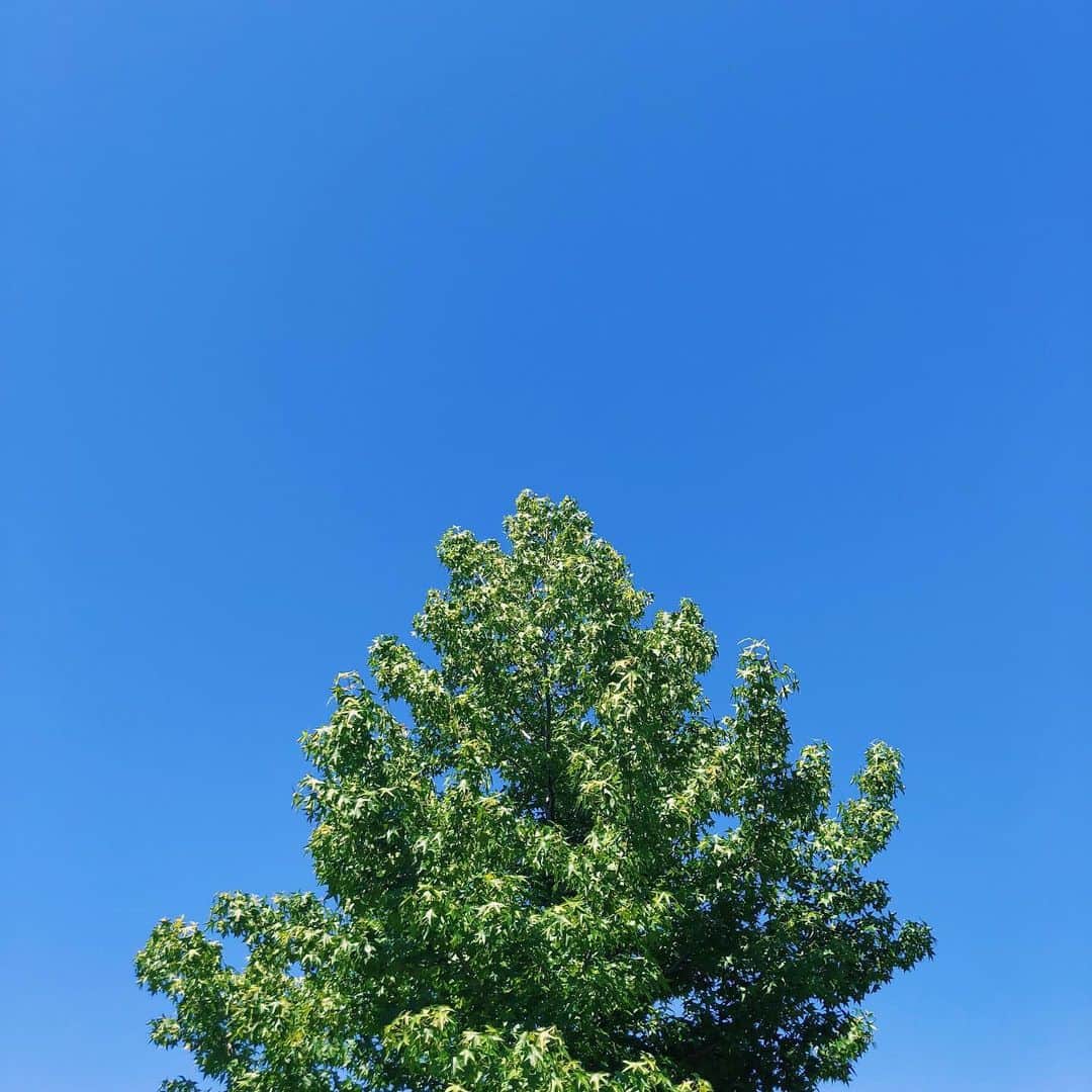 山田弥希寿さんのインスタグラム写真 - (山田弥希寿Instagram)「・ 今日も青空が広がっています🙆🏻‍♂️✨ 美しい青🔵 ・」6月25日 11時35分 - mikitoshi_617