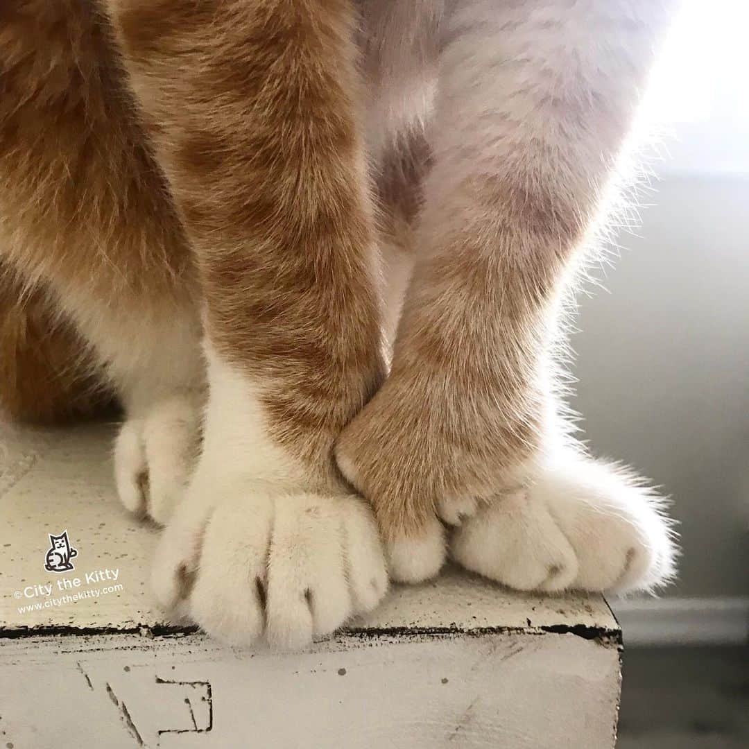 City the Kittyさんのインスタグラム写真 - (City the KittyInstagram)「Toes, claws, and paws. 🐾 #pawsneedclaws」6月25日 11時39分 - citythekitty