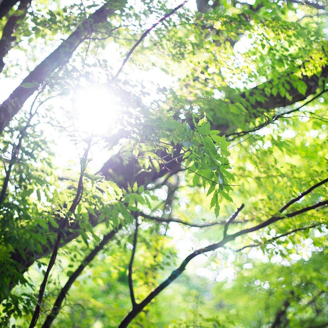 土屋鞄さんのインスタグラム写真 - (土屋鞄Instagram)「ちょうど夏を迎える前、そう今の時季。朝の木漏れ日が、好きです。柔らかな葉っぱ越しの、やさしい陽光。半袖だと少しひやりとする風も心地良いです。 . #木漏れ日 #新緑 #朝 #太陽 #森林浴 #土屋鞄 #土屋鞄製造所 #Sunshine #Nature #Morning #TsuchiyaKaban」6月25日 11時48分 - tsuchiya_kaban