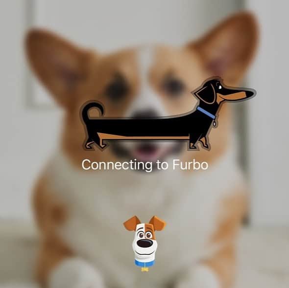 Furbo ドッグカメラのインスタグラム