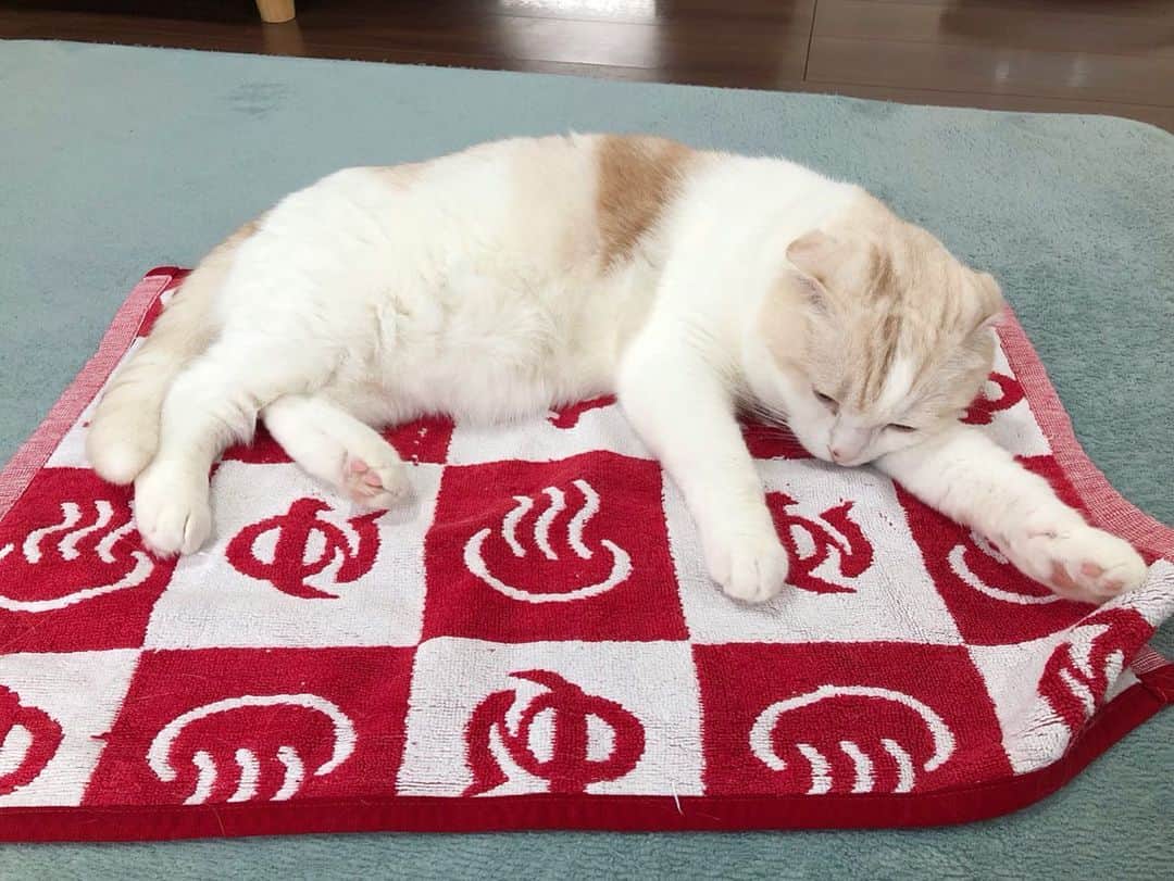はなぼくろきなこさんのインスタグラム写真 - (はなぼくろきなこInstagram)「ゆ♨️のマットが置いてあると必ずそこで寝るきな… チビの頃から変わらないなぁ。 . . . . #はなきな #猫部 #にゃんこ  #スコティッシュフォールド #猫  #猫のいる暮らし #😻 #みんねこ」6月25日 11時58分 - hanabokurokinako