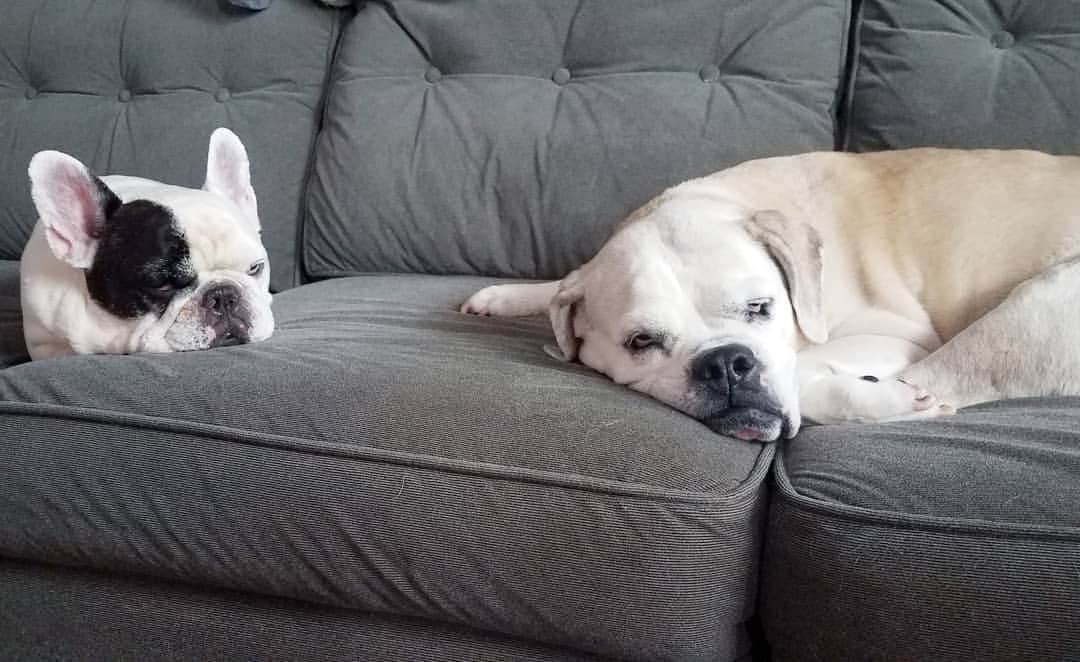 Manny The Frenchieのインスタグラム：「No, we totally want our picture taken right now.🙄🙄」