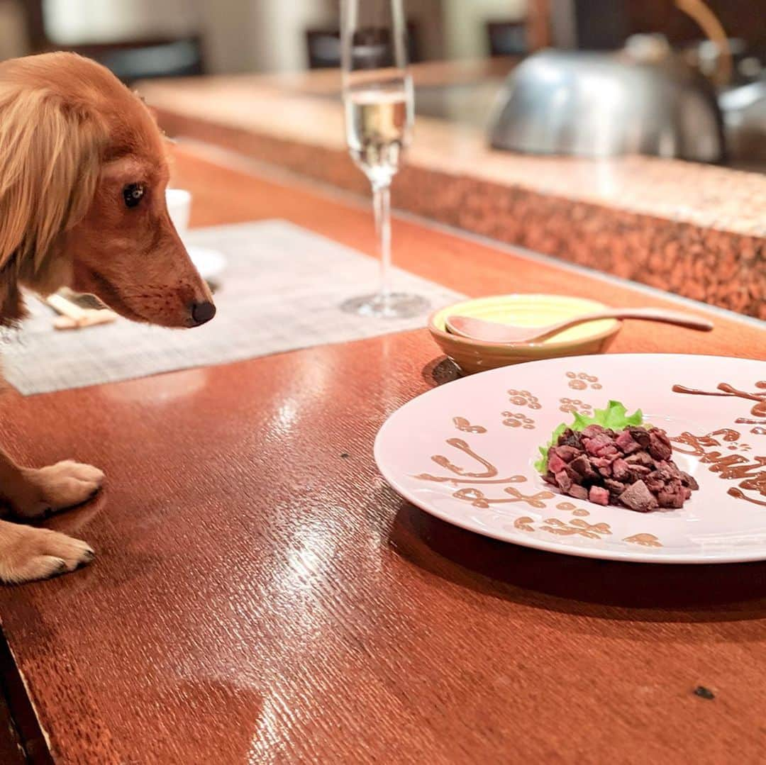 大見さなえさんのインスタグラム写真 - (大見さなえInstagram)「愛犬1年目の誕生日🐶🎂🎊﻿ 一緒に行ける鉄板焼き屋さん💓﻿ 六本木『やさいや 鉄板焼野菜』﻿ ﻿ わんちゃんOKで渡部さんがこの間テレビで愛犬と行ってたり﻿ もえあずちゃんからもオススメと聞いたお店🐶﻿ ﻿ 犬用ステーキは 鹿肉、馬肉があり﻿ 鹿肉が断トツ人気とのこと🐶💓﻿ 可愛いプレートと美味しさに﻿ つばきちゃんも食べっぷりすごかった😂🍖﻿ ﻿ 人間用のメインは特選A5黒毛和牛コースで﻿ サーロインとフィレ肉を選択🍖﻿ 焼き野菜はシンプルにお塩で✨﻿ ﻿ コースとは別だけど鉄板で焼いてくださる﻿ アボカドと海老マヨネーズ和えのサラダや車海老も絶品😍🦐﻿ ﻿ ワンちゃん友達と行ったんだけど、中々愛犬とごはん﻿ 一緒食べれるところないから嬉しい☺️﻿ つばきちゃんも鹿肉喜んでくれてて良かった💓﻿ ﻿ ペット可のお店、もっと知って行きたい(*´꒳`*)✨﻿ ﻿ #六本木グルメ #六本木ペット可﻿ 愛犬 #犬 #ペット #ペット可レストラン﻿ #やさいや六本木 #やさいや #六本木﻿ #めぐログ_六本木 #1歳誕生日﻿ #やさいや鉄板焼野菜六本木店﻿ #カニーヘンダックスフンド」6月25日 12時14分 - tabe_megumi