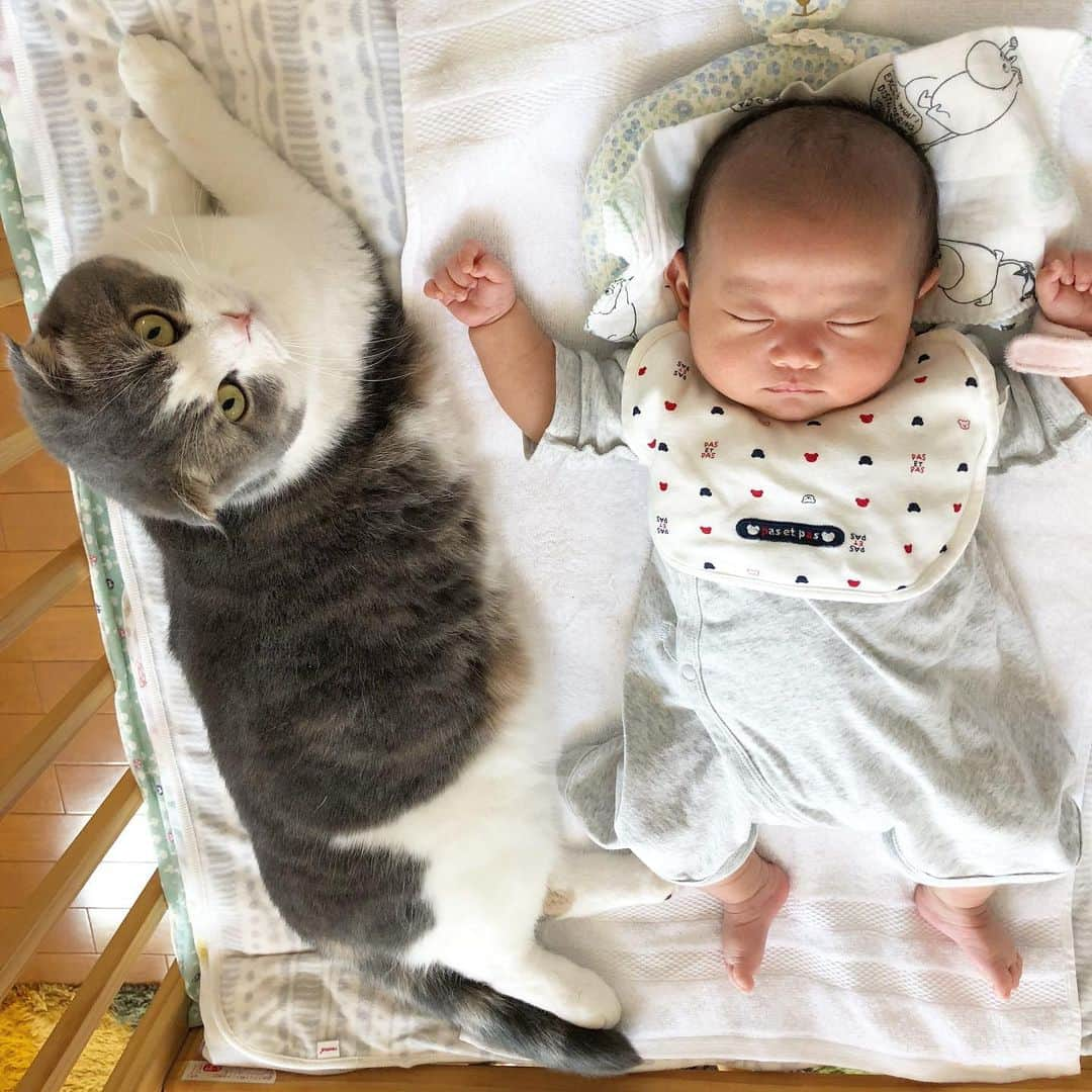 Chiyomame ちよまめさんのインスタグラム写真 - (Chiyomame ちよまめInstagram)「I am on my baby's side 😽❤️👶 . . 今日もまた娘の隣にいる豆やん 蹴られても泣かれてもずっと寄り添っているよ 豆千代は、自分の子供たちにもおっぱいをあげて くれたりした時もありました🍼🤣 ※豆千代は男の子です♂ パパだけど立派なママ千代です🤱💗 . . #まんまるとムスメ 、 、 #ScottishFold #スコティッシュフォールド #ねこ部  #猫#子猫#ScottishFold_Mamechiyo  #catsofworld #cat #cats #catstagram #kitten #kitty #petstagram #petsagram #catoftheday #catsofinstagram #ilovemycat #instagramcats  #赤ちゃんと猫 #猫と赤ちゃん #赤ちゃんのいる生活  #生後1ヶ月 #赤ちゃん#ママ千代」6月25日 12時17分 - chiyo.mame