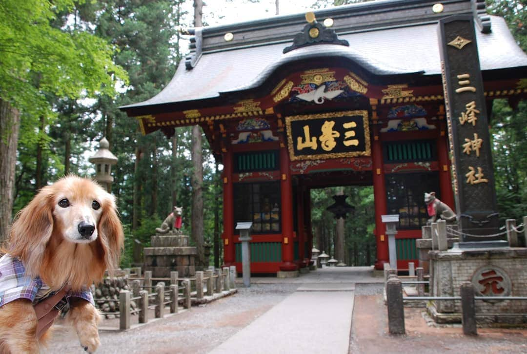 ?モデル?大地?さんのインスタグラム写真 - (?モデル?大地?Instagram)「♪🐾2019*6*25 🐾 . 先日、埼玉県にある三峯神社に 御参りに行って来ました✨😉 . . 立派な随身門は とても鮮やかな色が使われていて 見入ってしまいました🎶😆😆😆 . . 【続く🐾】 . . 🐾🐾🐾🐾🐾🐾🐾🐾🐾🐾🐾🐾🐾🐾 . #大地#大好き#だいすき #いつも一緒#ずっと一緒 #大地なしでは生きて行けませんw #いぬ#犬#わんこ#ワンコ . #愛犬 #犬バカ部#いぬら部#いぬすたぐらむ #犬のいる暮らし #pecoいぬ部#埼玉#三峰神社  #神社#お参り . #お出かけ#ありがとうございました#感謝 #横浜#yokohama#神奈川 #ミニチュアダックスフンド#ミニチュアダックス #ダックスフンド#ダックス」6月25日 12時26分 - sachi_daichi