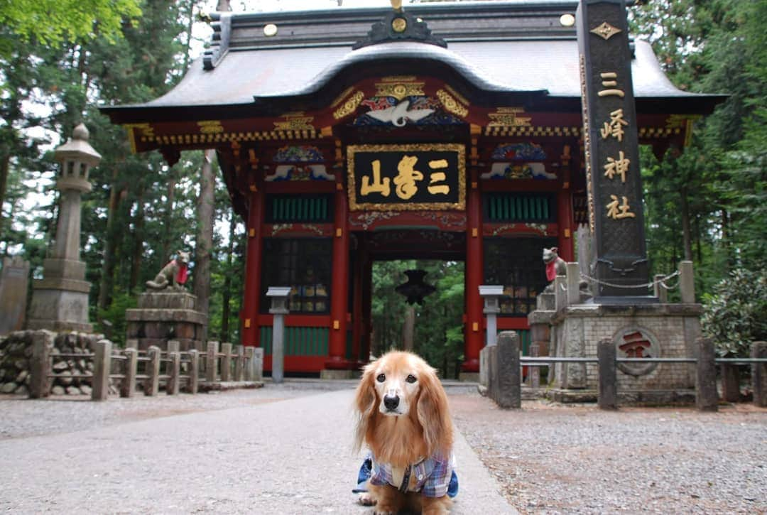 ?モデル?大地?さんのインスタグラム写真 - (?モデル?大地?Instagram)「♪🐾2019*6*25 🐾 . 先日、埼玉県にある三峯神社に 御参りに行って来ました✨😉 . . 立派な随身門は とても鮮やかな色が使われていて 見入ってしまいました🎶😆😆😆 . . 【続く🐾】 . . 🐾🐾🐾🐾🐾🐾🐾🐾🐾🐾🐾🐾🐾🐾 . #大地#大好き#だいすき #いつも一緒#ずっと一緒 #大地なしでは生きて行けませんw #いぬ#犬#わんこ#ワンコ . #愛犬 #犬バカ部#いぬら部#いぬすたぐらむ #犬のいる暮らし #pecoいぬ部#埼玉#三峰神社  #神社#お参り . #お出かけ#ありがとうございました#感謝 #横浜#yokohama#神奈川 #ミニチュアダックスフンド#ミニチュアダックス #ダックスフンド#ダックス」6月25日 12時26分 - sachi_daichi