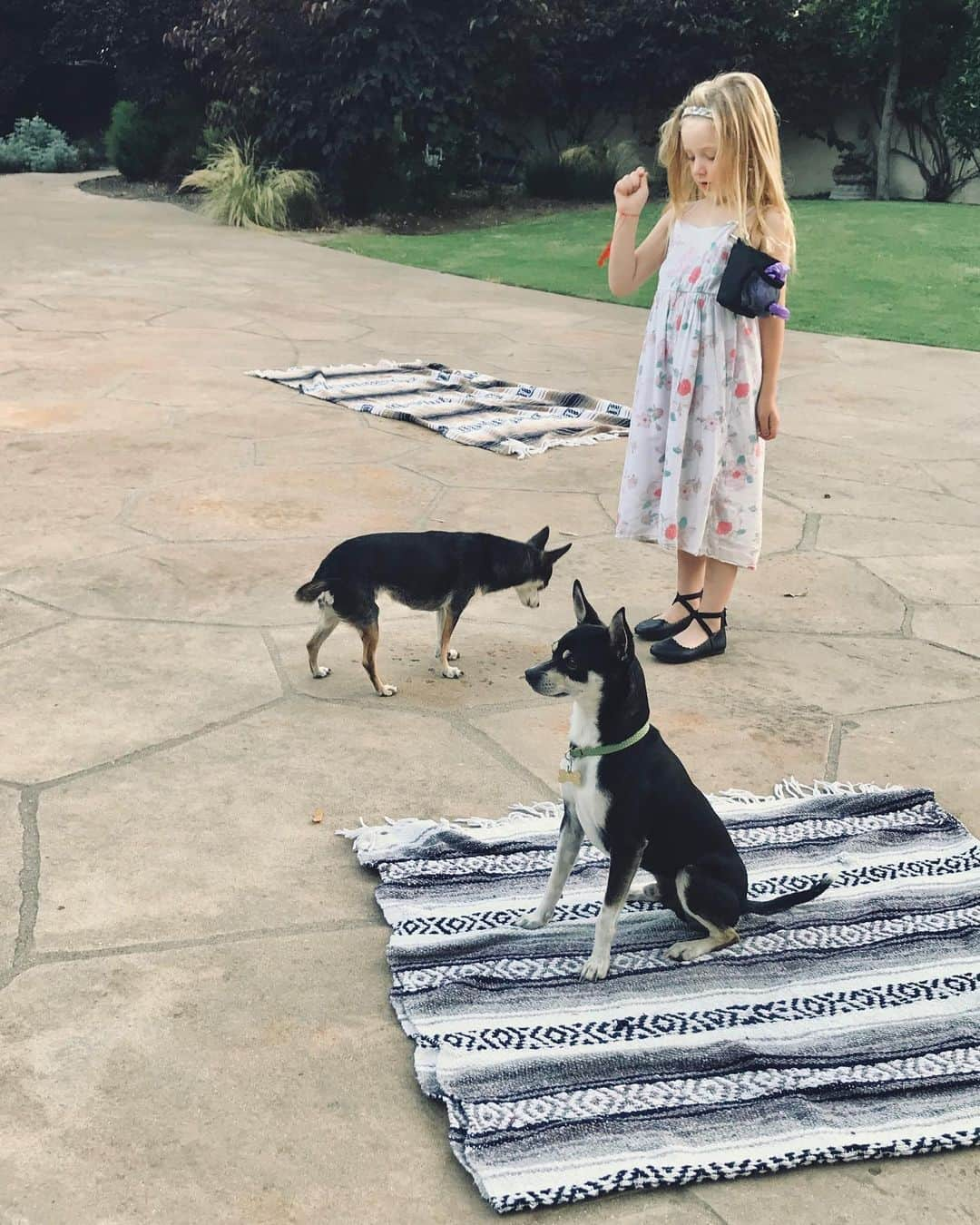 ピエール・ブーヴィエさんのインスタグラム写真 - (ピエール・ブーヴィエInstagram)「Doggy training with Neff, Delilah and the Bouvier girls. Such a good boy.」6月25日 12時30分 - pierrebouvier