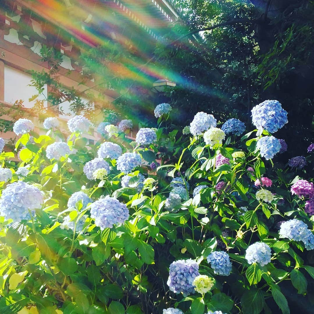 市川笑野さんのインスタグラム写真 - (市川笑野Instagram)「智積院の紫陽花、綺麗でした！ #智積院のアジサイ #総本山智積院 #ナルト歌舞伎 #naruto #japan #kyoto #紫陽花」6月25日 12時40分 - emino.i