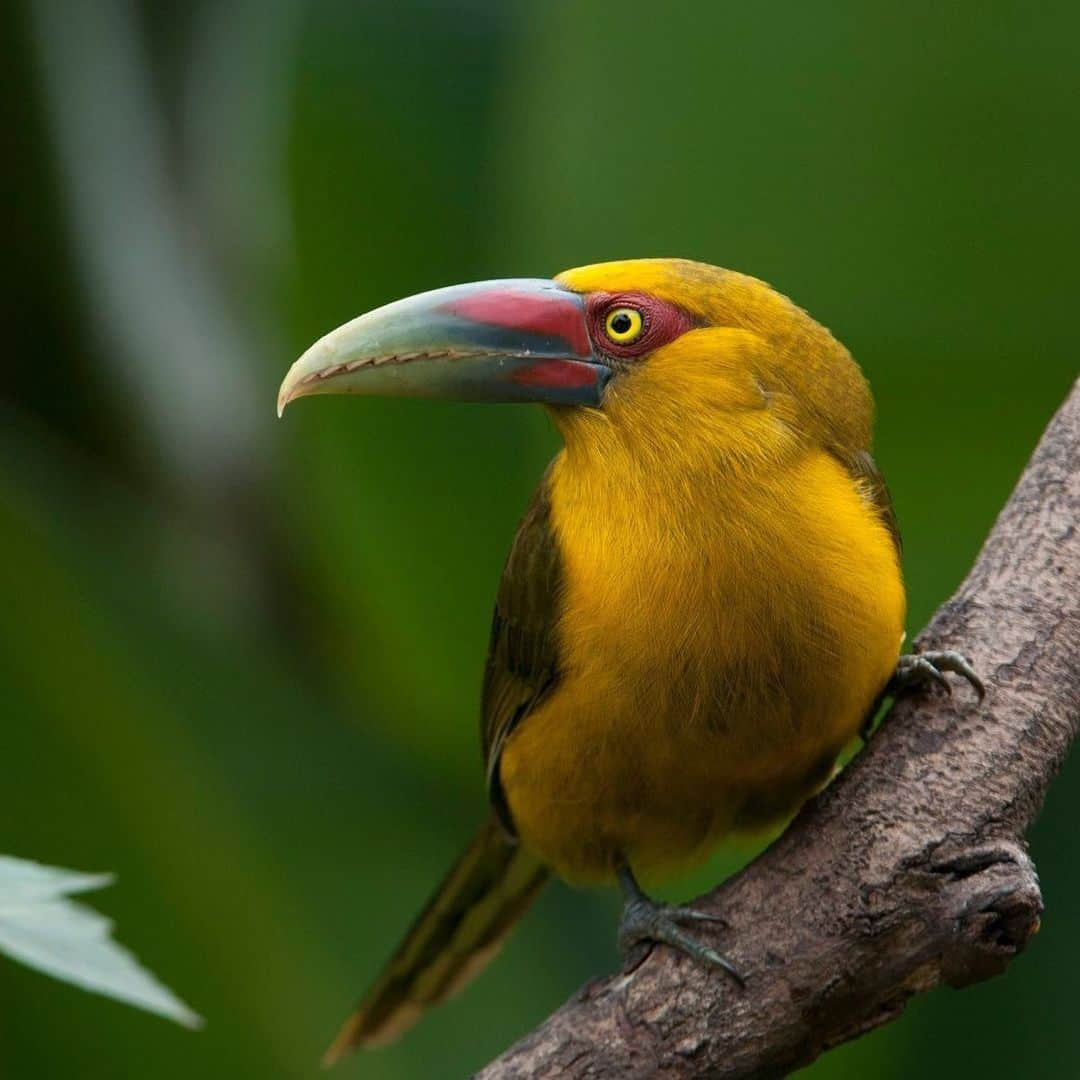 アメリカ自然史博物館さんのインスタグラム写真 - (アメリカ自然史博物館Instagram)「Meet the Saffron Toucanet (Pteroglossus bailloni)! It’s native to parts of Brazil, Argentina, and Paraguay, where it inhabits lush tropical forests. Though vibrantly colored, the bird is elusive and often remains hidden in the tree canopy. Similar to other toucans, it enjoys munching on fruits and might even snack on bird eggs or small mammals from time to time.  Photo: Renato Augusto Martins」6月25日 12時53分 - amnh