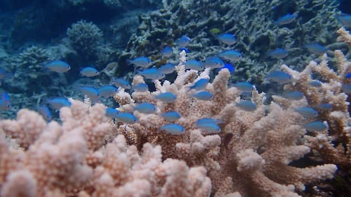 植田せりなのインスタグラム